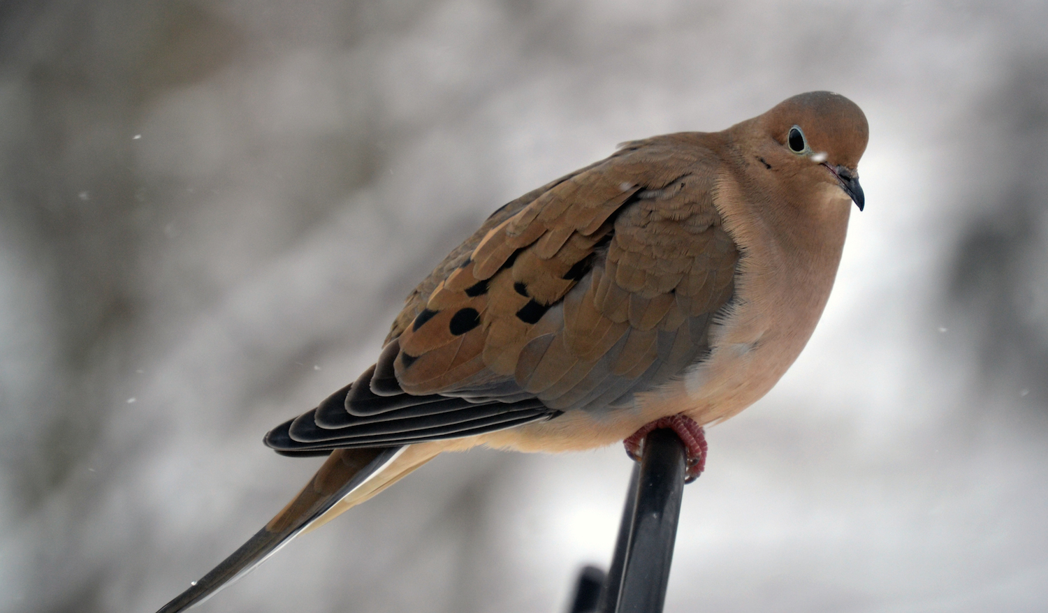 The Wisconsin State Symbol of Peace is the Mourning Dove (Zenaidura macroura corolinensis linnaus).