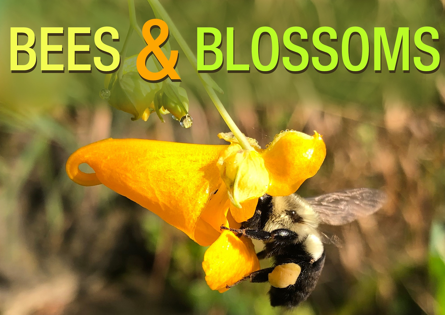 Bees & Blossoms.