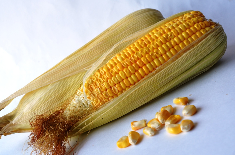 The Wisconsin State grain is corn.