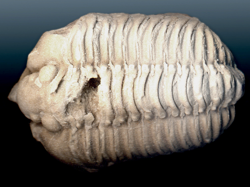 The Wisconsin State Fossil is the Trilobite (Calymene celebra).