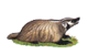 The Wisconsin State Animal is the badger.