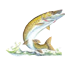 Wisconsin State fish is the musky (muskie, muskellunge).