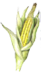 The Wisconsin State grain is corn.