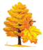The Wisconsin State tree is the sugar maple.