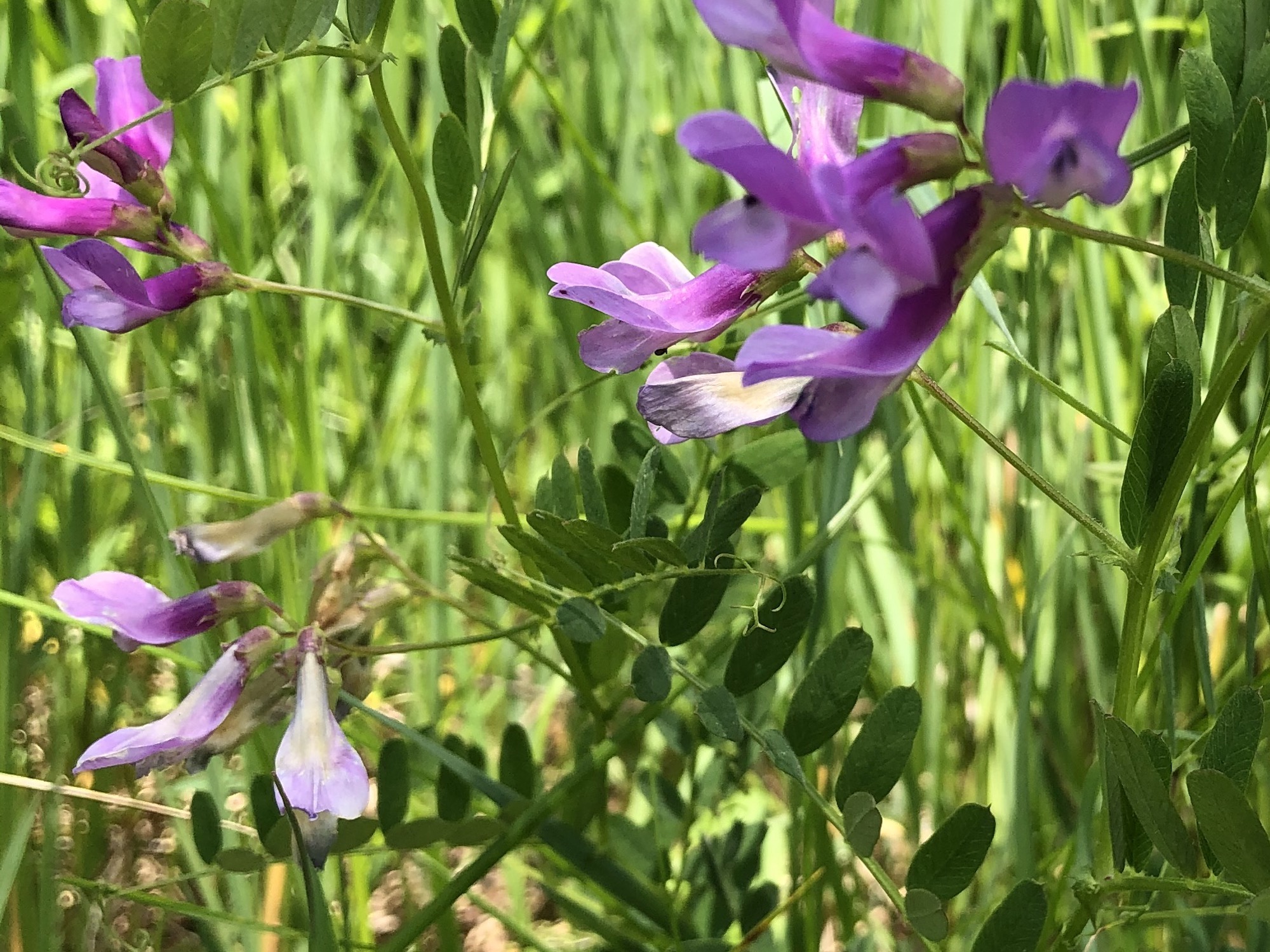 American Vetch.
