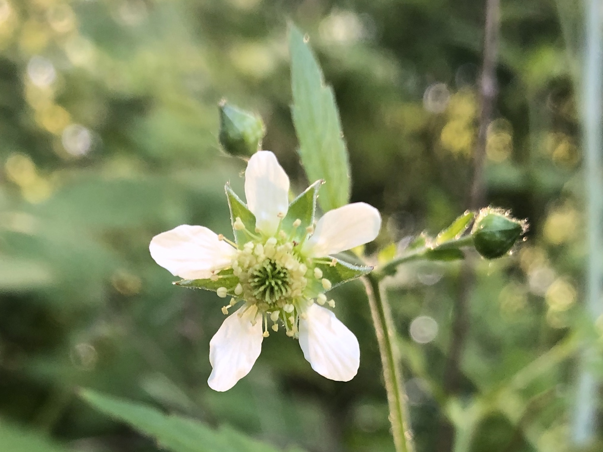 White Avens.