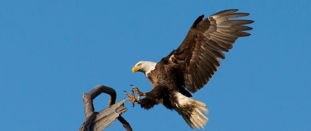 Eagle Days in Sauk Prairie, Wisconsin.