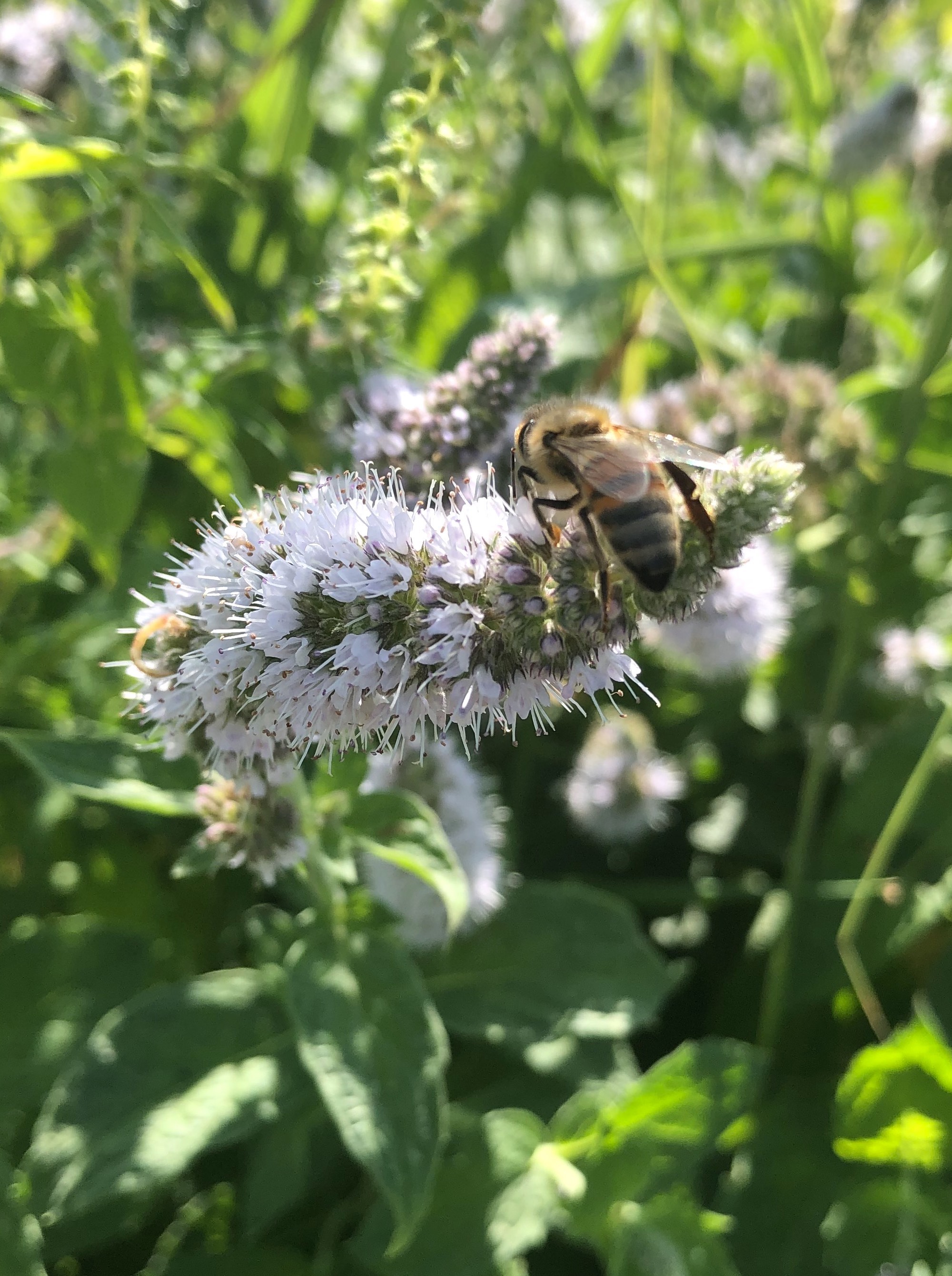 Spearmint on shore of Lake Wingra in Vilas Park in Madison, Wisconsin on August 21, 2020.