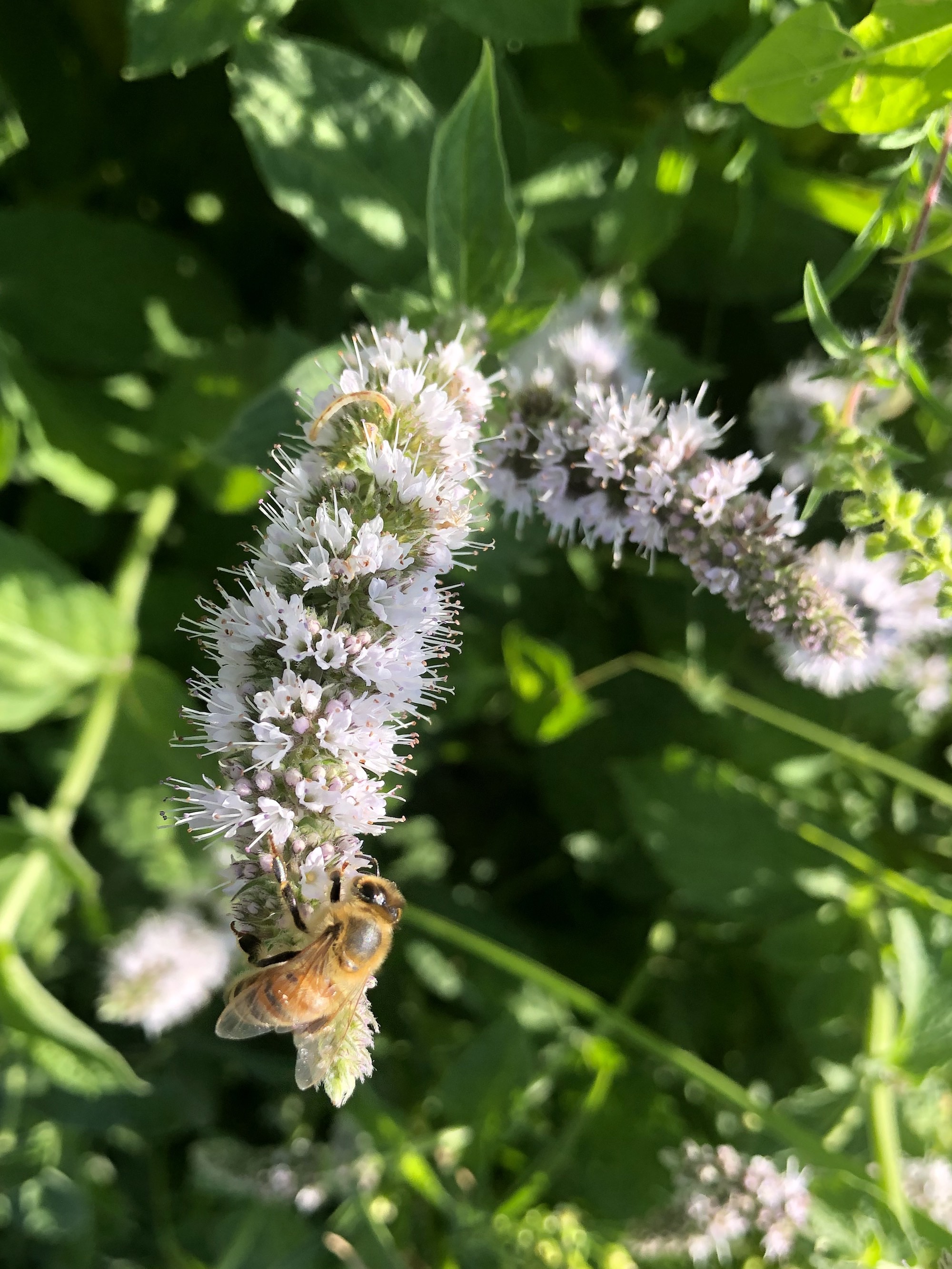 Spearmint on shore of Lake Wingra in Vilas Park in Madison, Wisconsin on August 21, 2020.