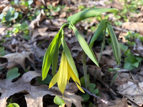 Bellwort.
