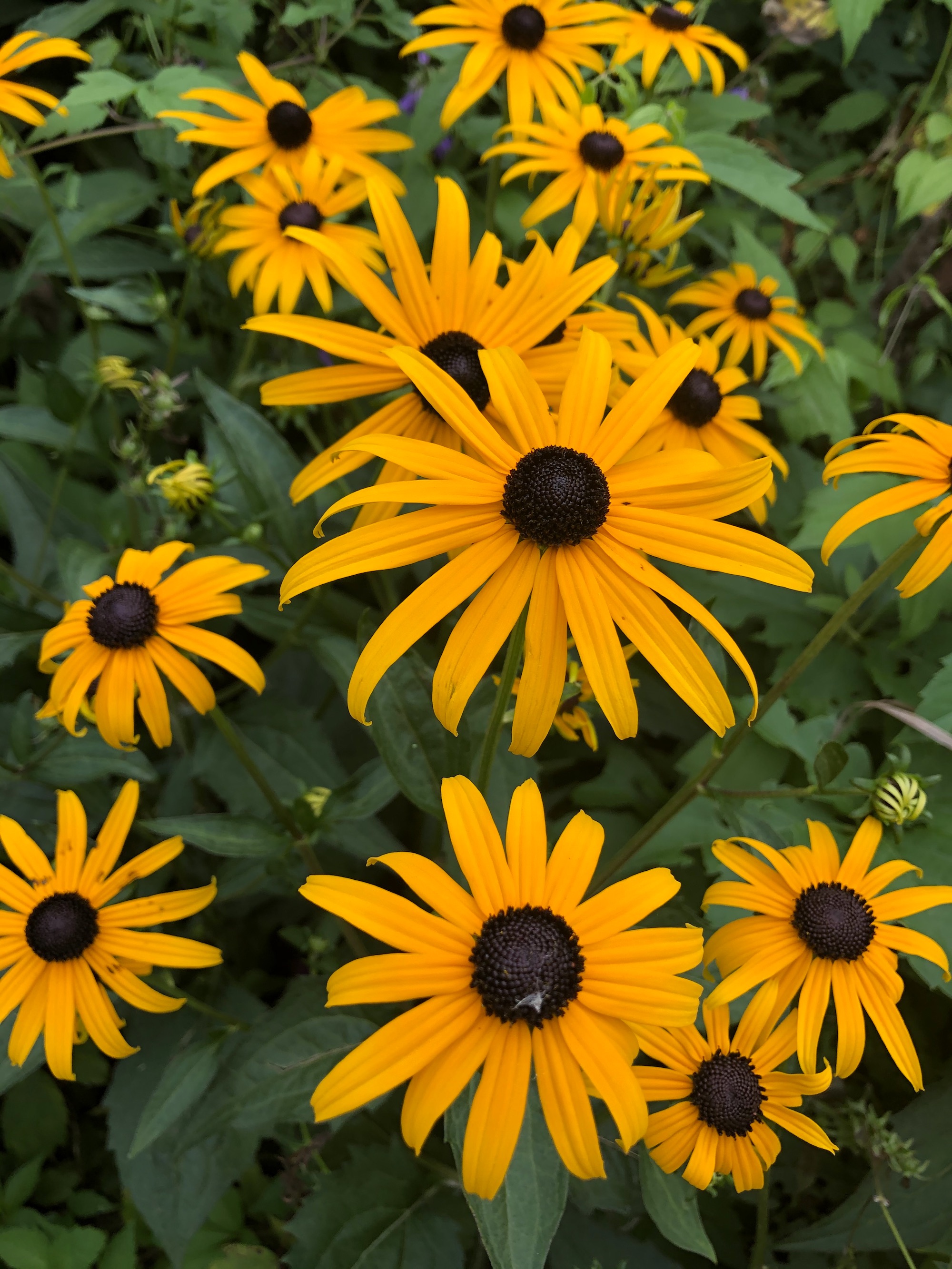 Black-eyed Susan on banks of Lake Wingra in Wingra Park in Madison, Wisconsin on July 28, 2020.
