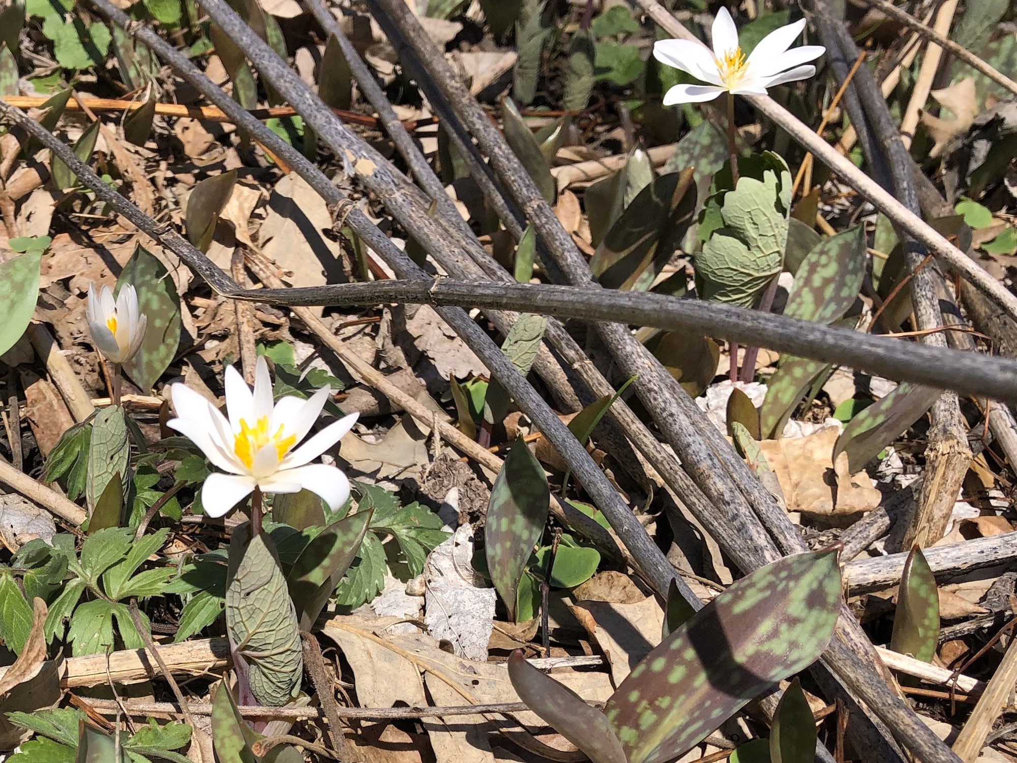 Bloodroot near Council Ring on April 15, 2019.