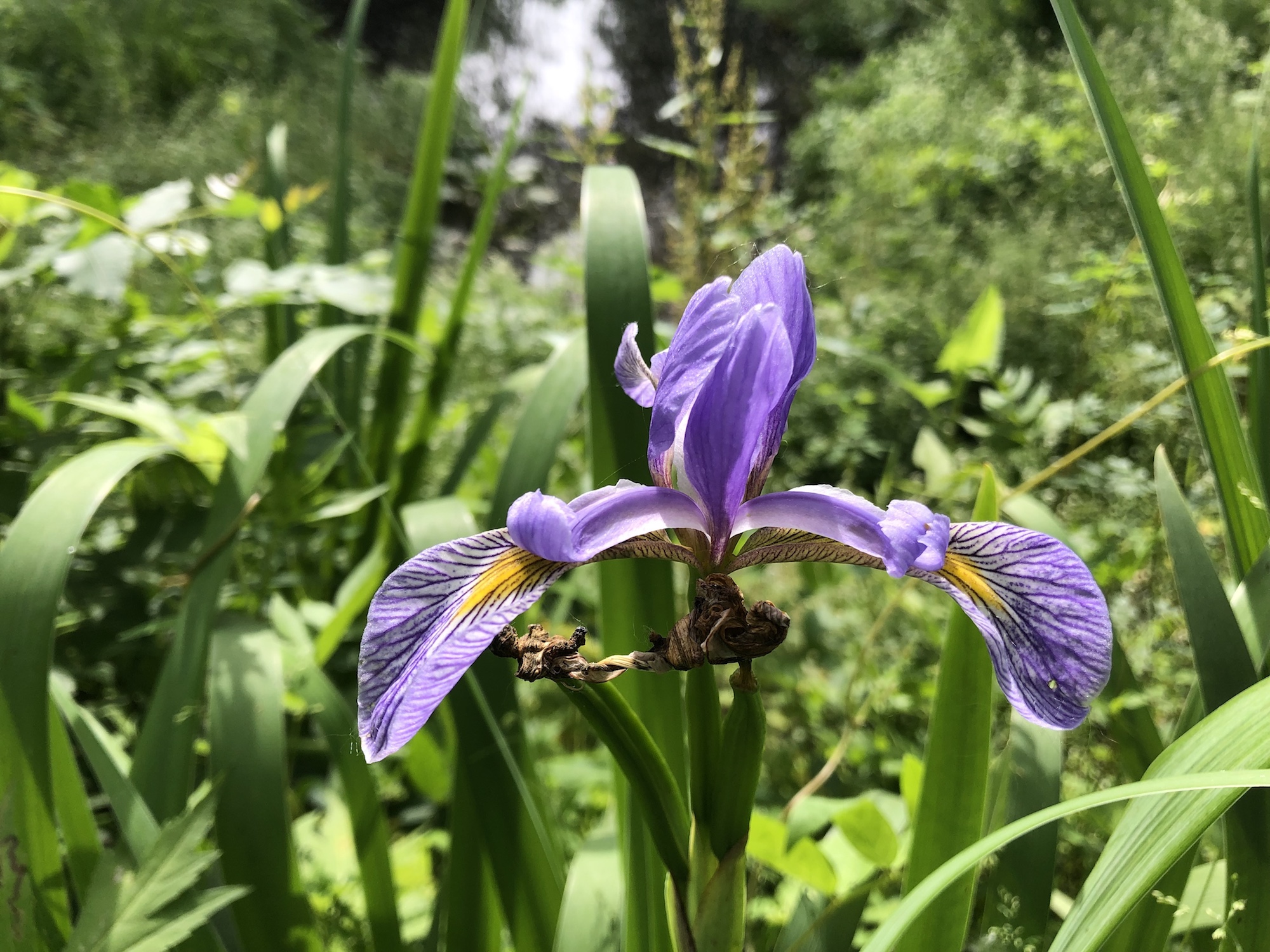 Blue Flag Iris.