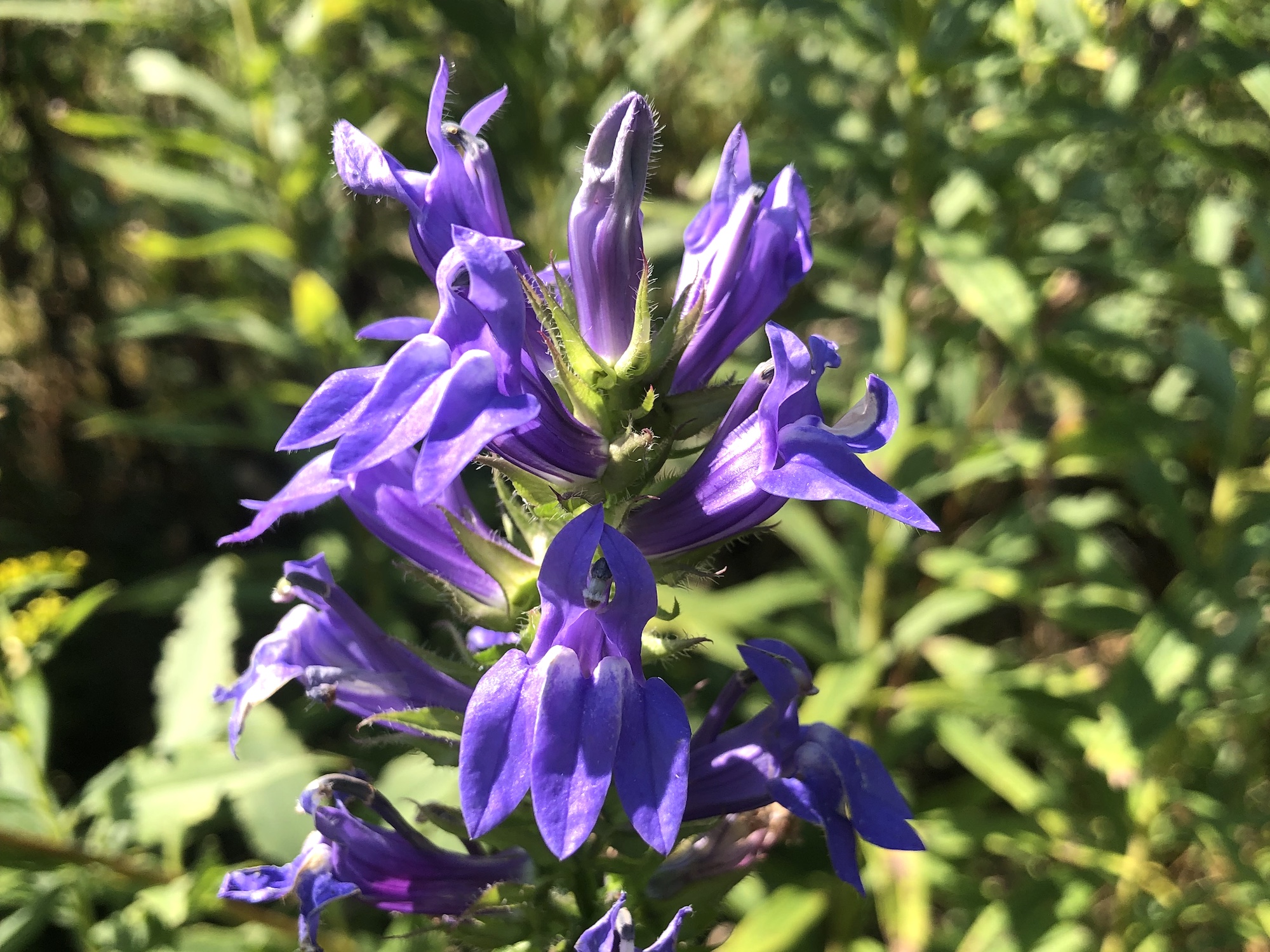 Blue Lobelia.