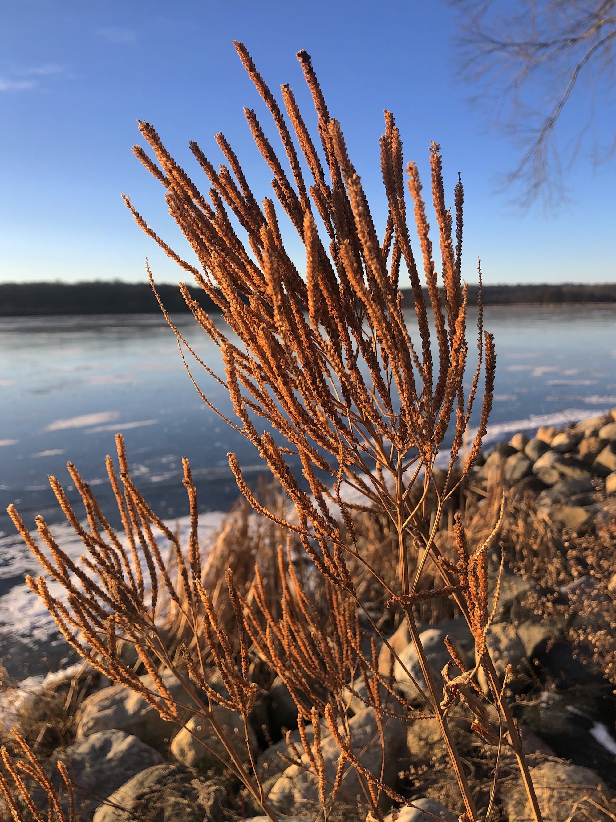 Blue Vervain along shore of Lake Wingra in Wingra Park on December 26, 2020.
