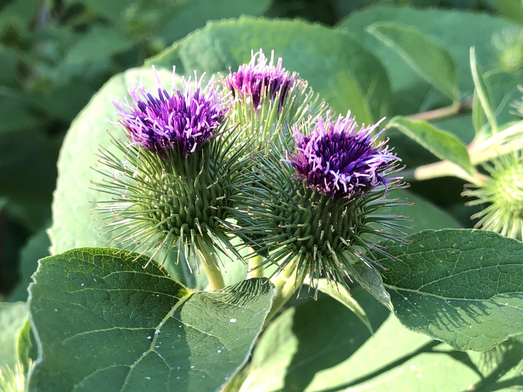 Burdock.