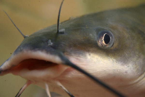 Channel catfish.