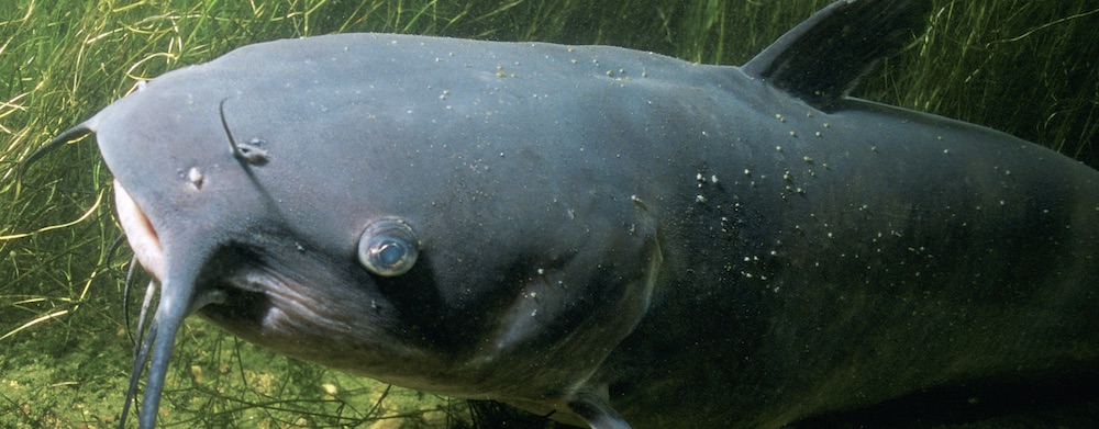Potosi, Wiscosnin is the Catfish Capital of Wisconsin.