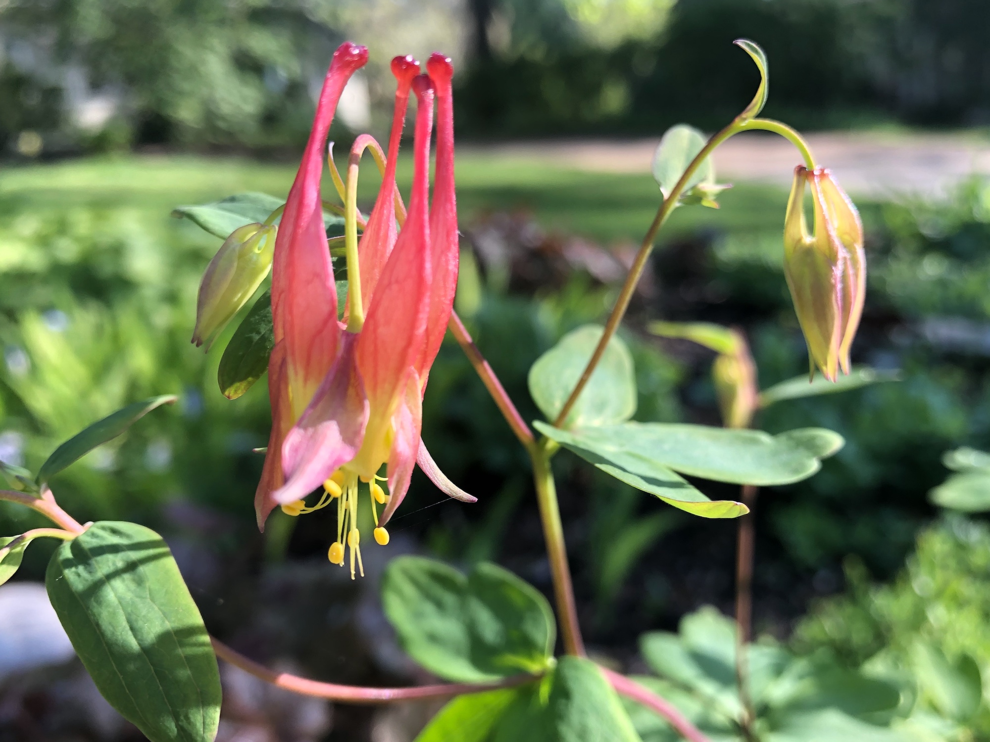 Wild Columbine by Agawa Path in Nakoma on May 20, 2020.