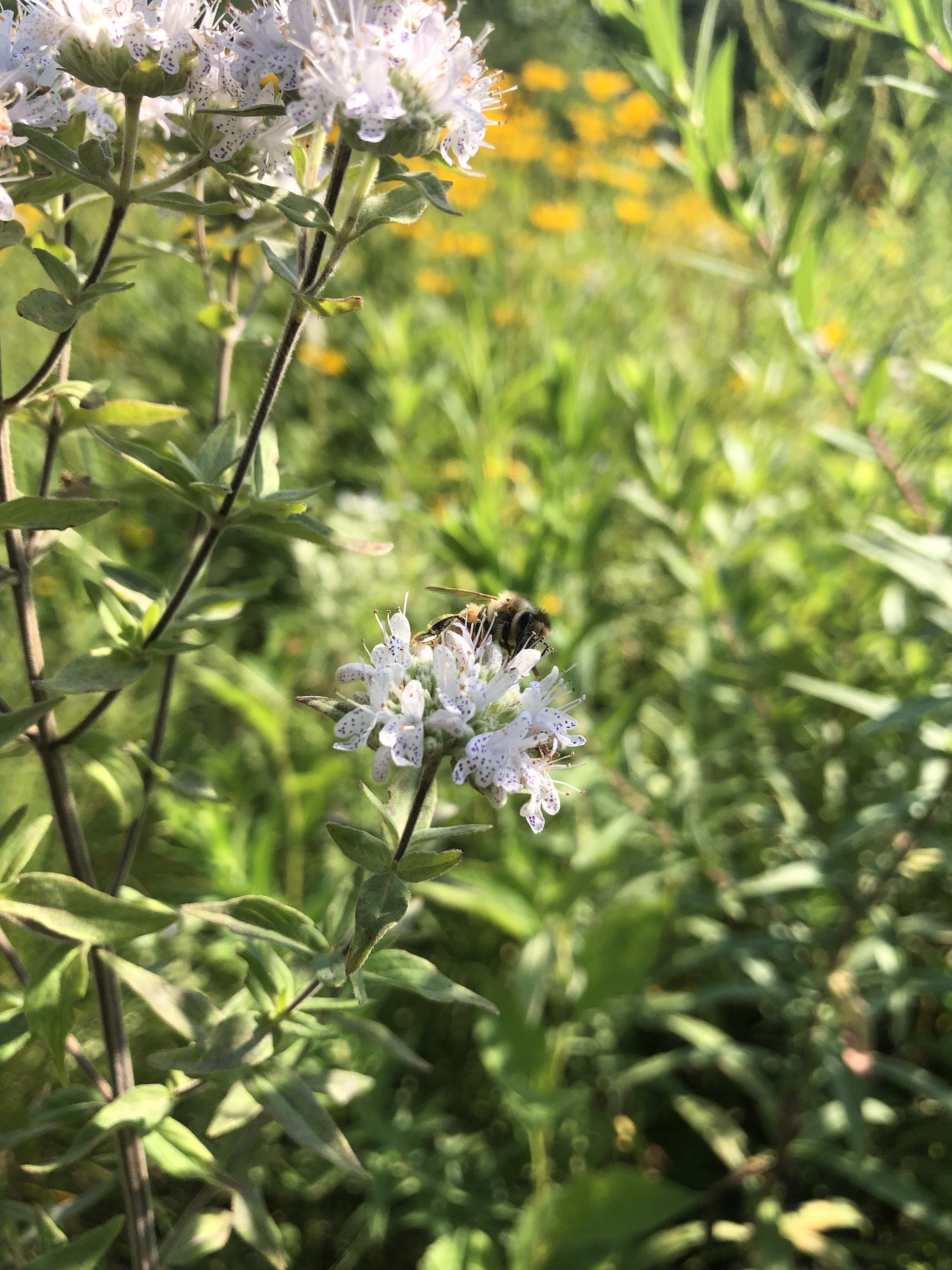 Common Mountain Mint in UW Arboretum Native Gardens in Madison, Wisconsin on August 2, 2021.