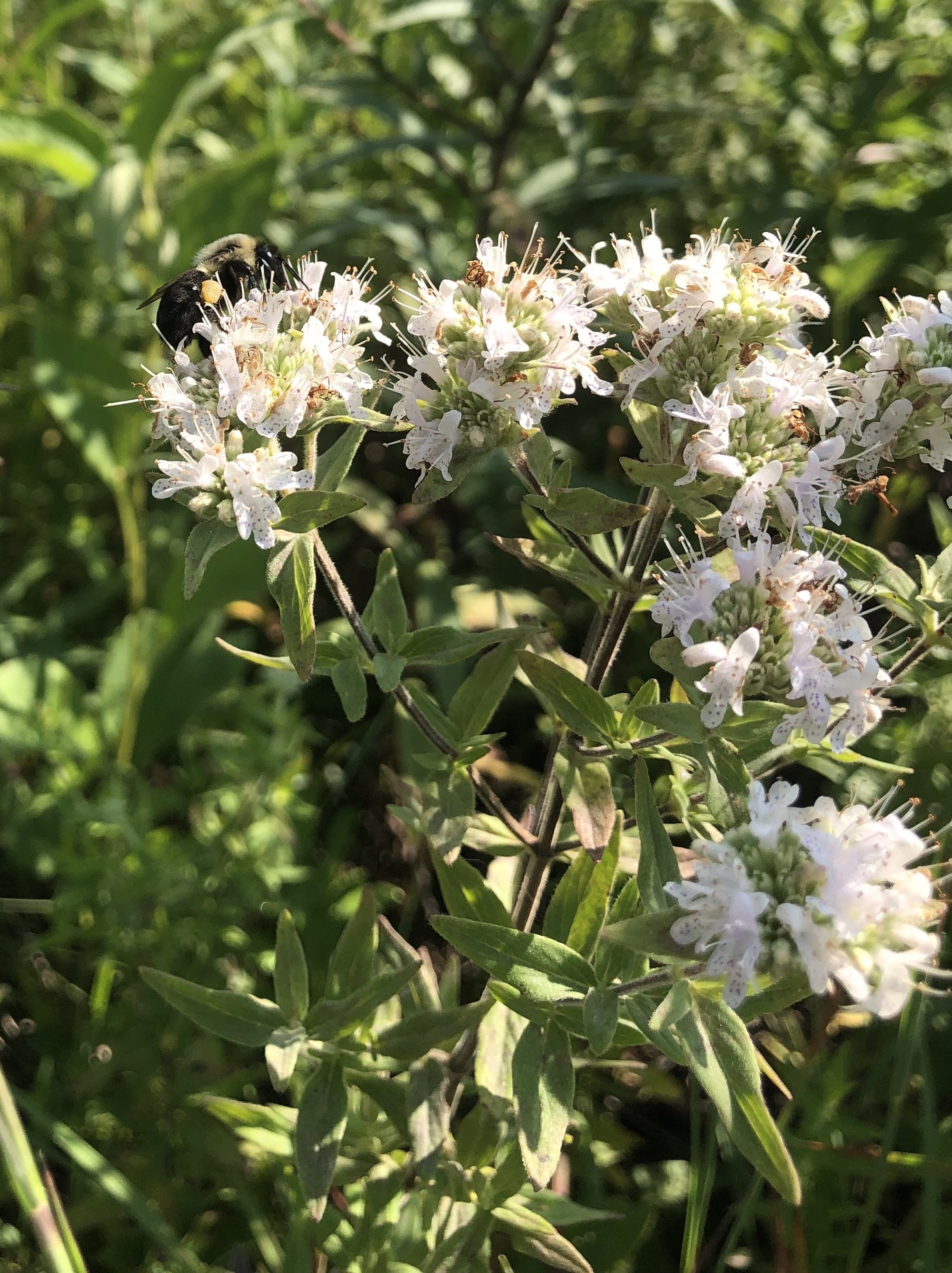 Common Mountain Mint in UW Arboretum Native Gardens in Madison, Wisconsin on August 2, 2021.