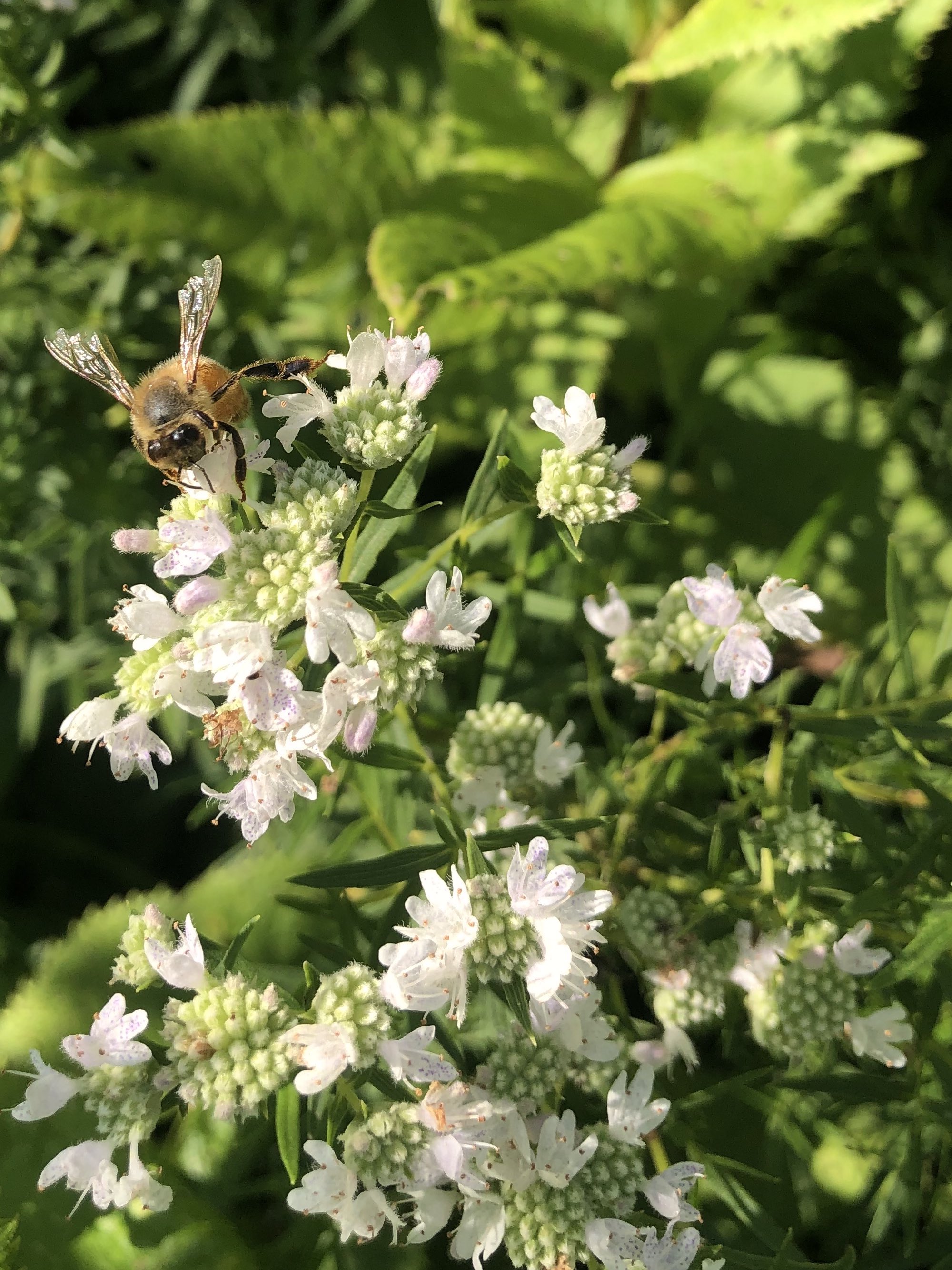 Common Mountain Mint in UW Arboretum Native Gardens in Madison, Wisconsin on August 2, 2021.