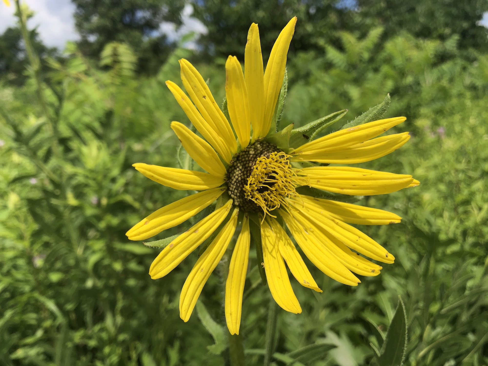 Basal-leaved  Rosinweed in the UW-Madison Arboretum in Madison, Wisconsin on July 12, 2020.