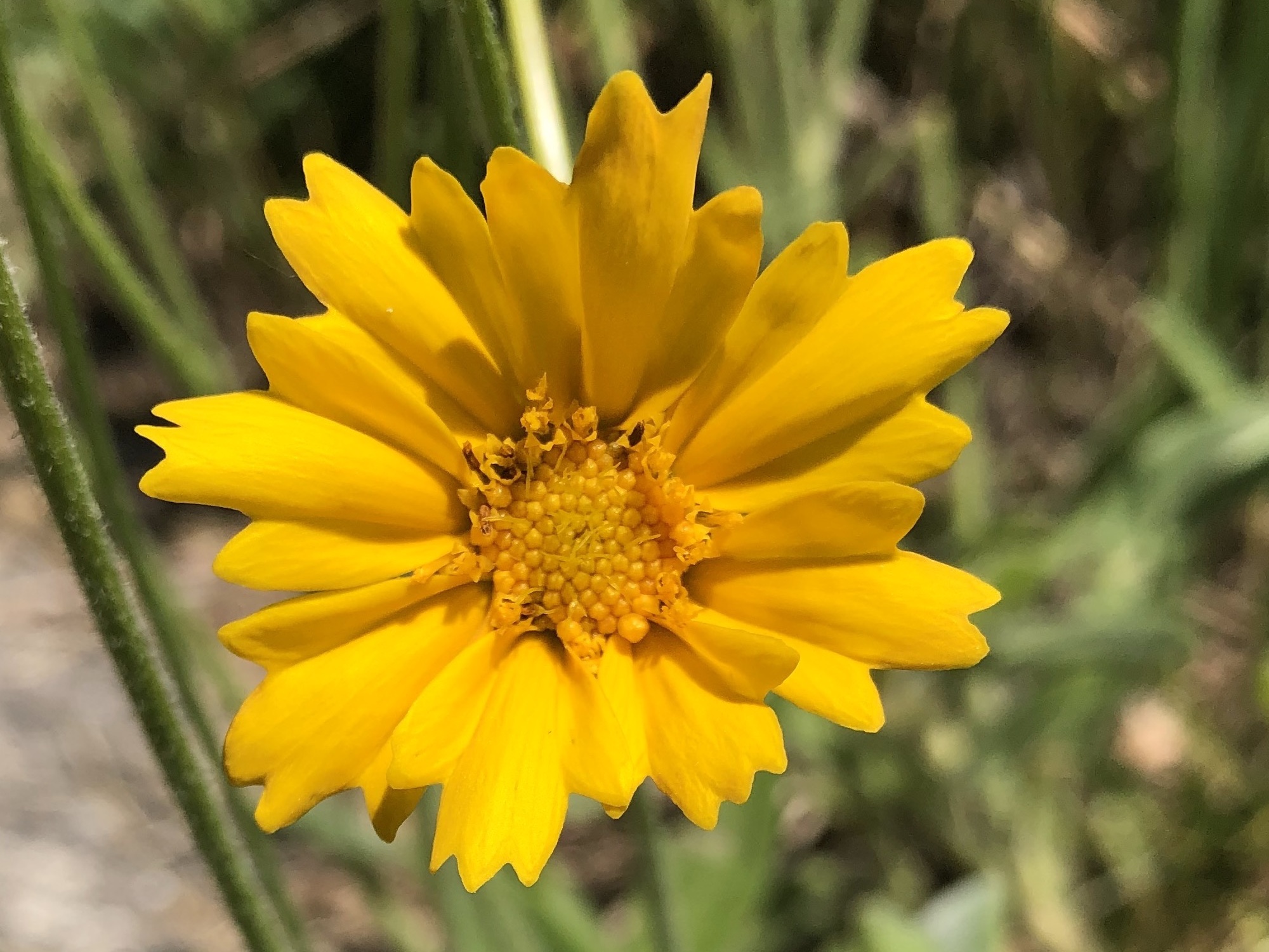 Lance-leaved coreopsis.