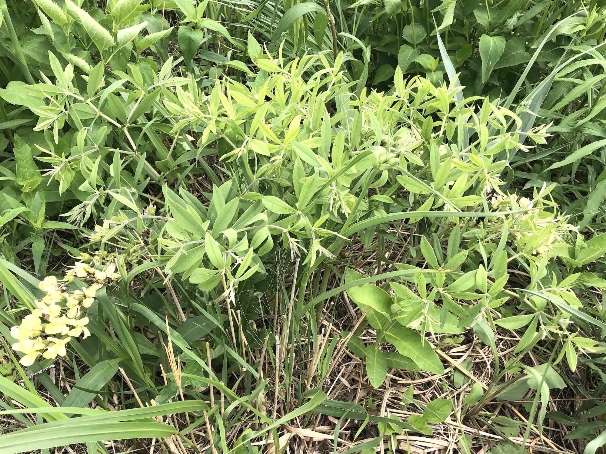 Cream Wild Indigo in UW Arboretum in Madison, Wisconsin on May 24, 2021.