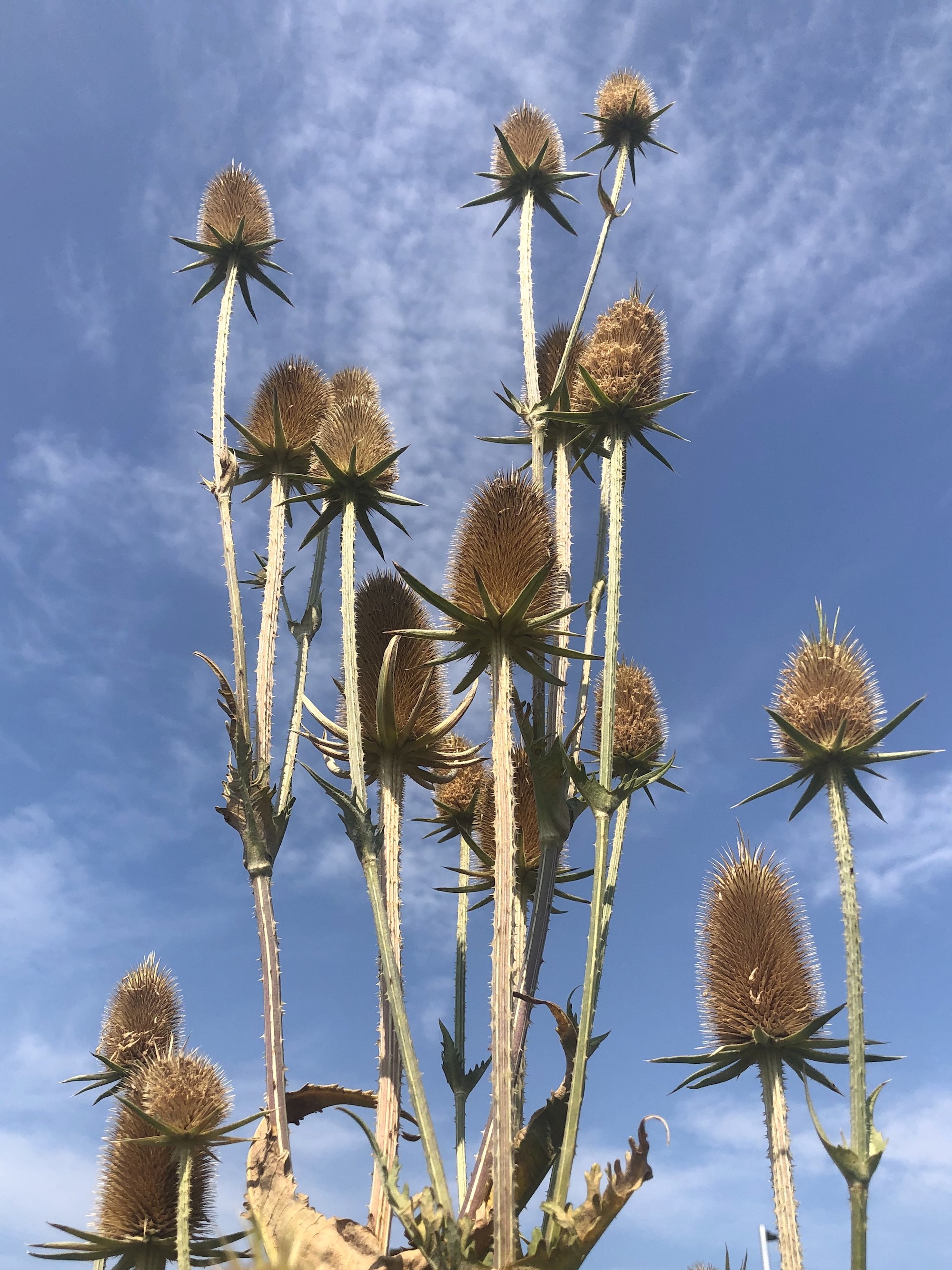 Cutleaf Teasel in wild area between GHC Hatchery Hill Clinic parking lot and Cahill Main Road in Madison, Wisconsin on August 5, 2021.