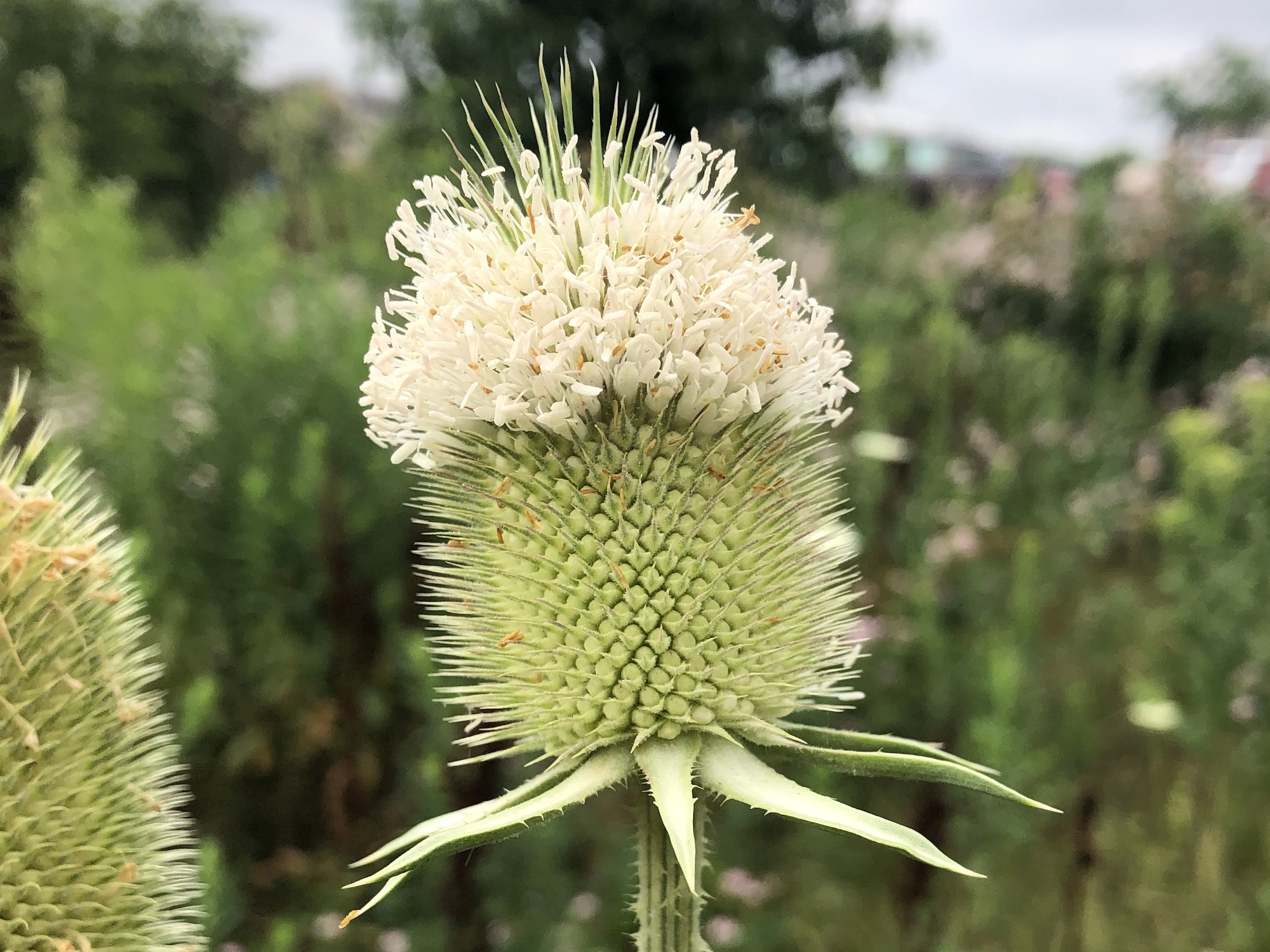 Cutleaf Teasel.