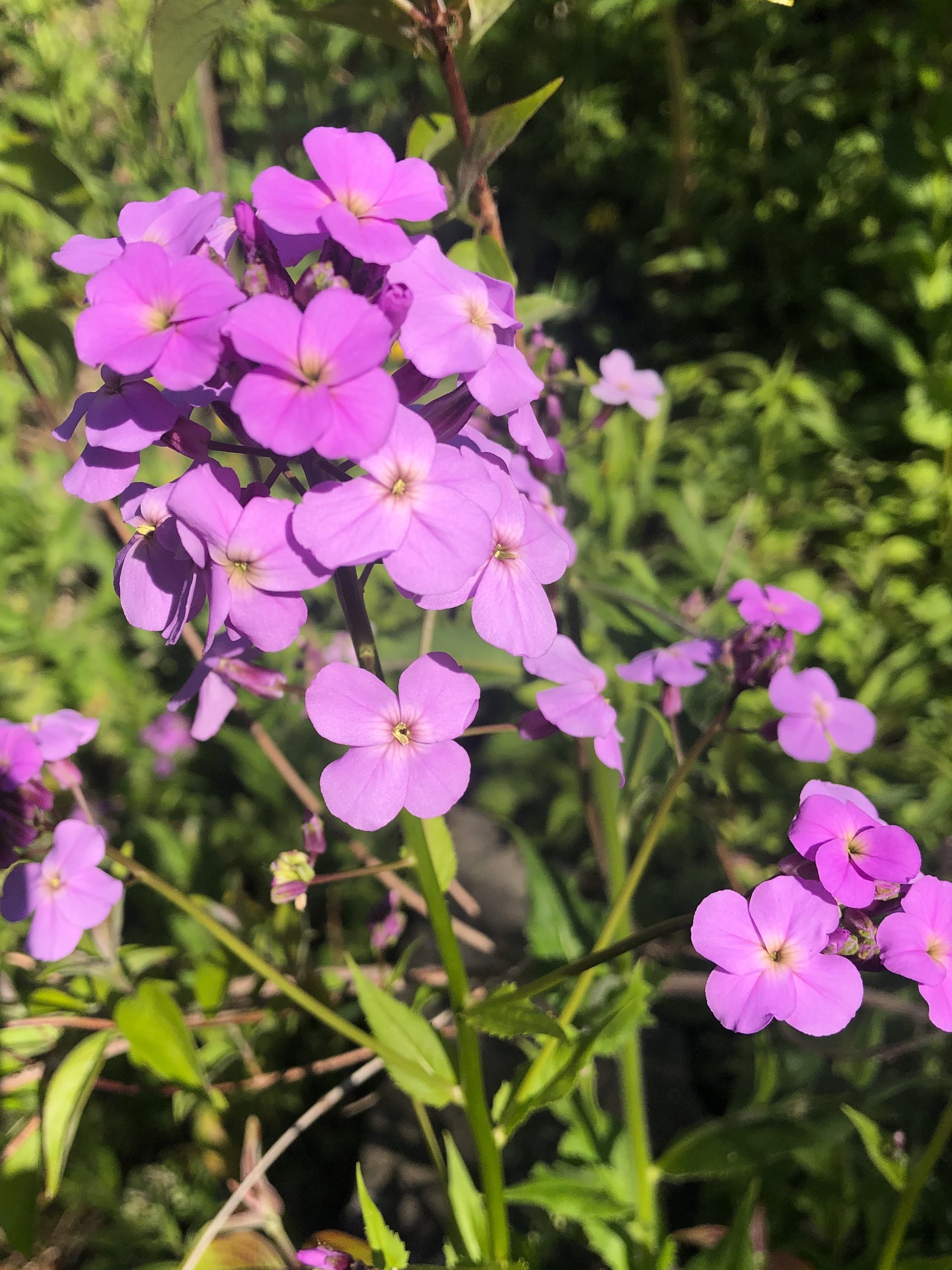 Dame's Rocket by Duck Pond on May 13, 2021.