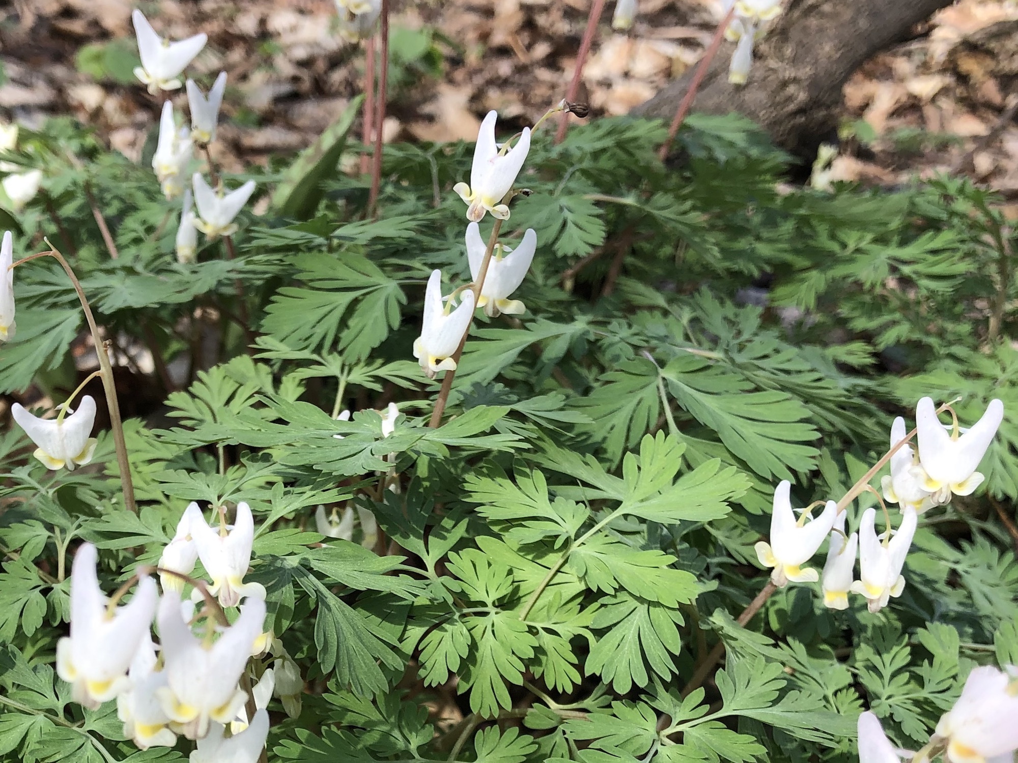 Dutchman's Breeches on April 23, 2019 in woods between Oak Savanna and Marion Dunn.