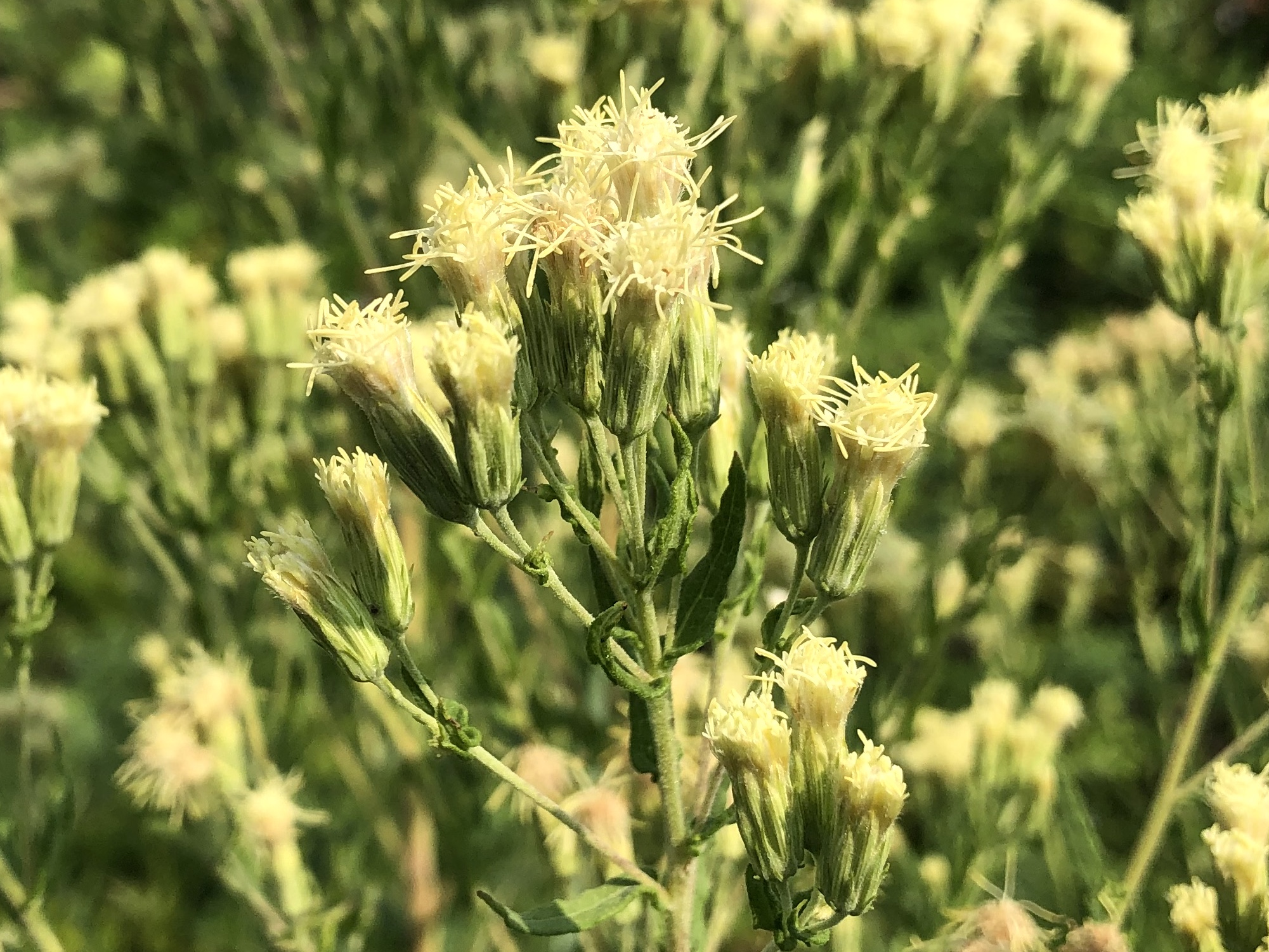 False Boneset near the UW Arboretum Visitor Center in Madison, Wisconsin on August 8, 2023.