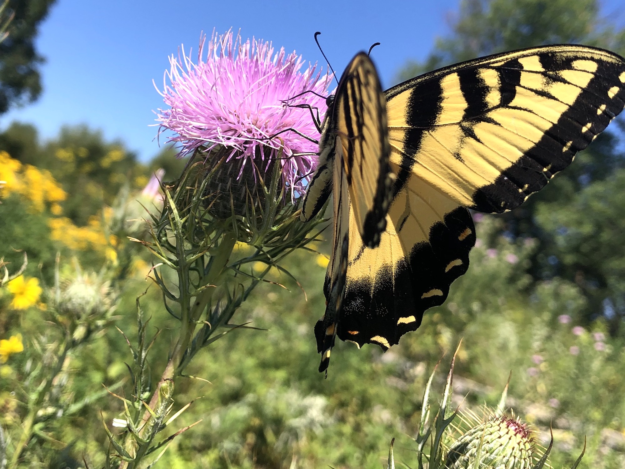 Field Thistle.
