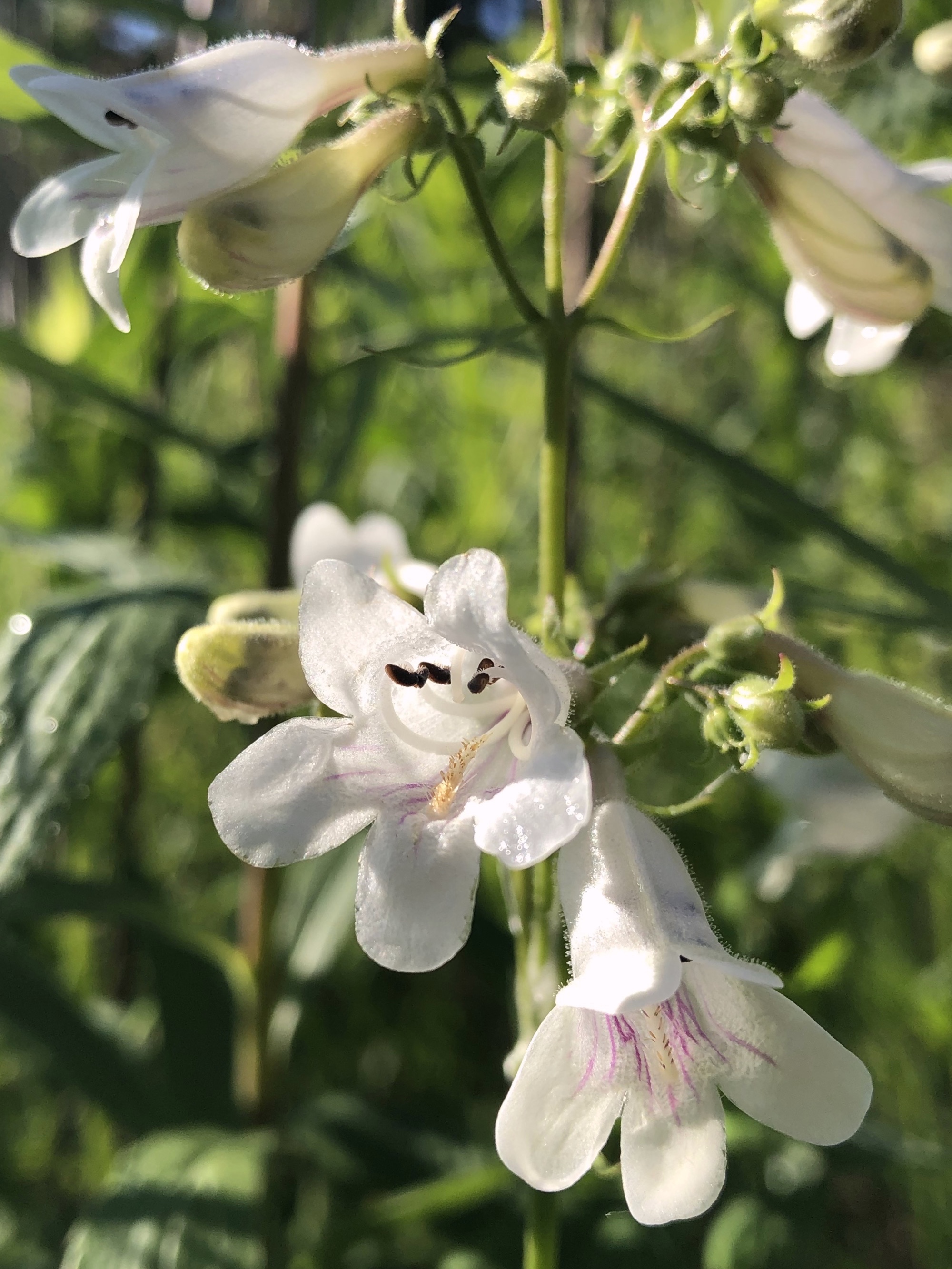 Foxglove Beardtongue on banks of Retaining Pond in Madison, Wisconsin on June 11, 2020.