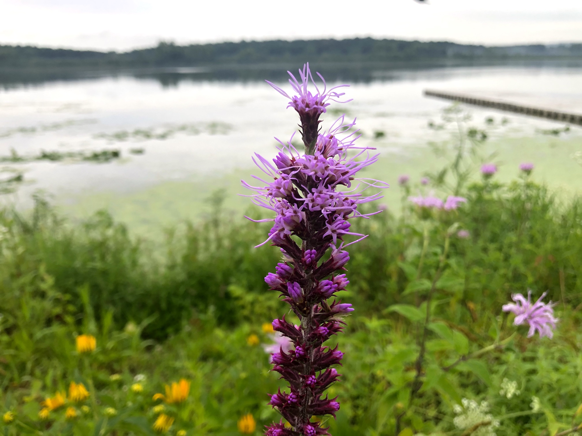 Prairie Blazing Star.