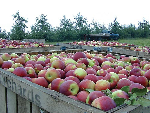 Gays Mills, Wisconsin is Wisconsin's Apple Capital.