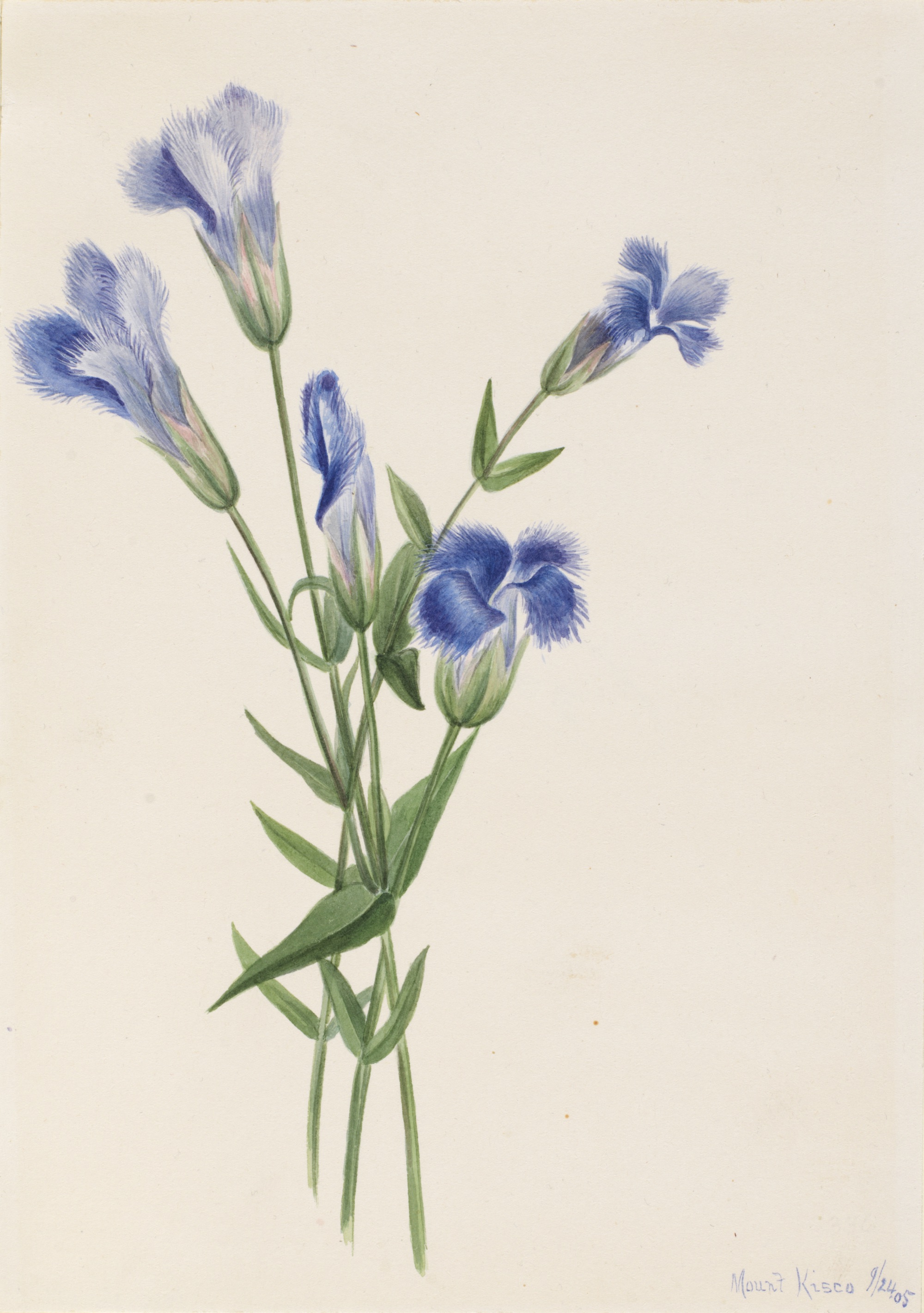 1905 Fringed Gentian illustration by Mary Vaux Walcott.