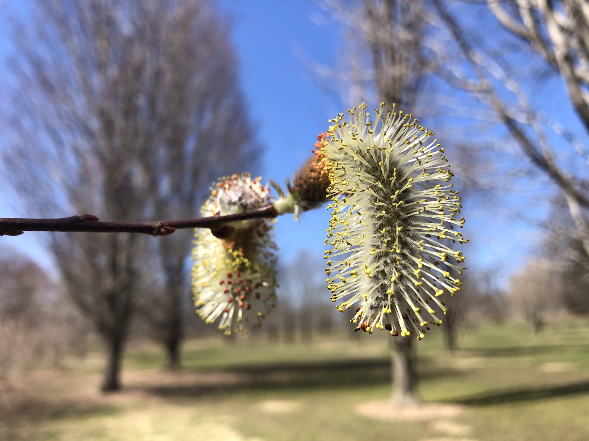 Giant Pussy Willows in UW-Madison Arboretum on April 1, 2021.