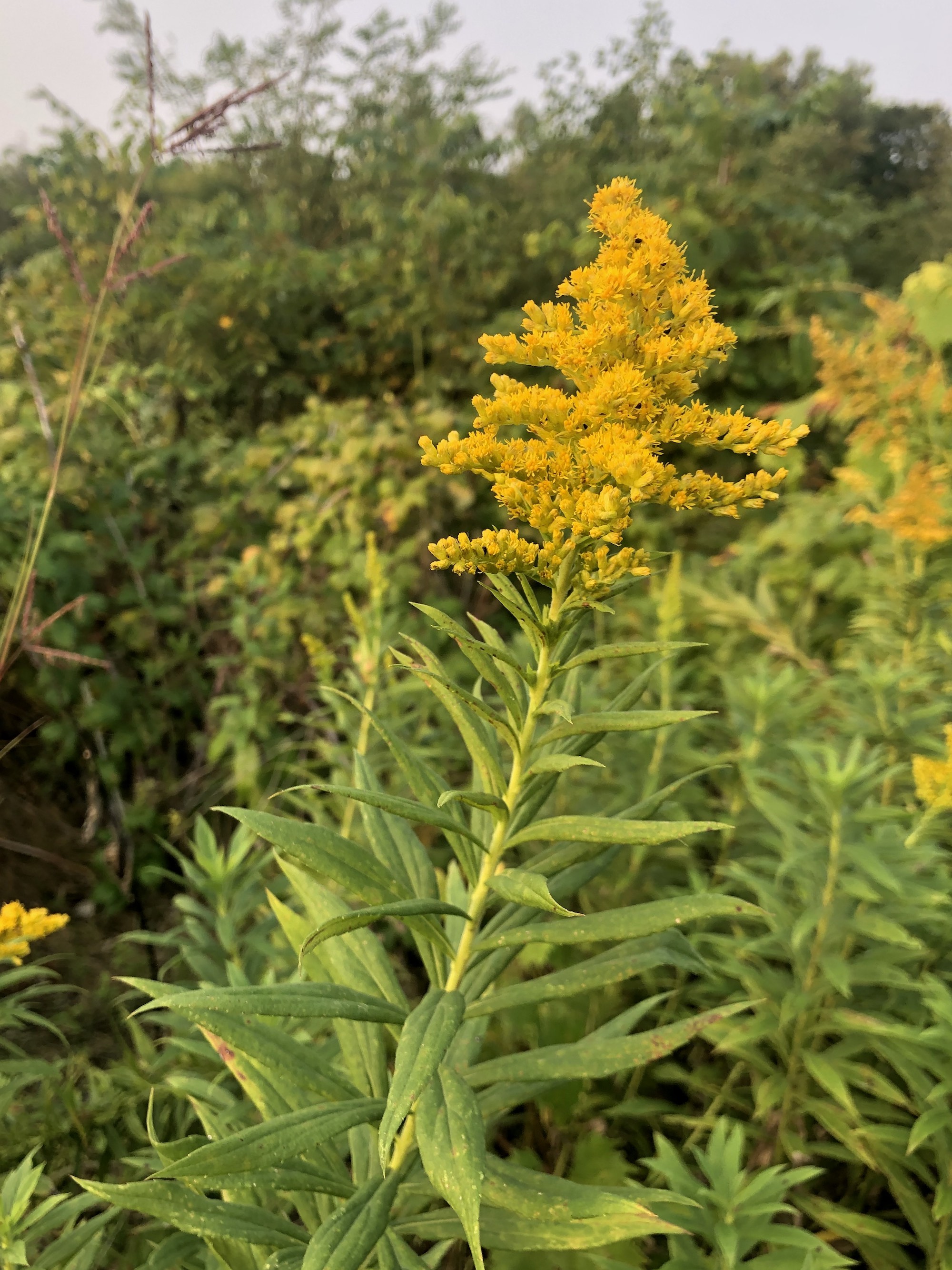 Goldenrod in Oak Savanna on September 16, 2020.