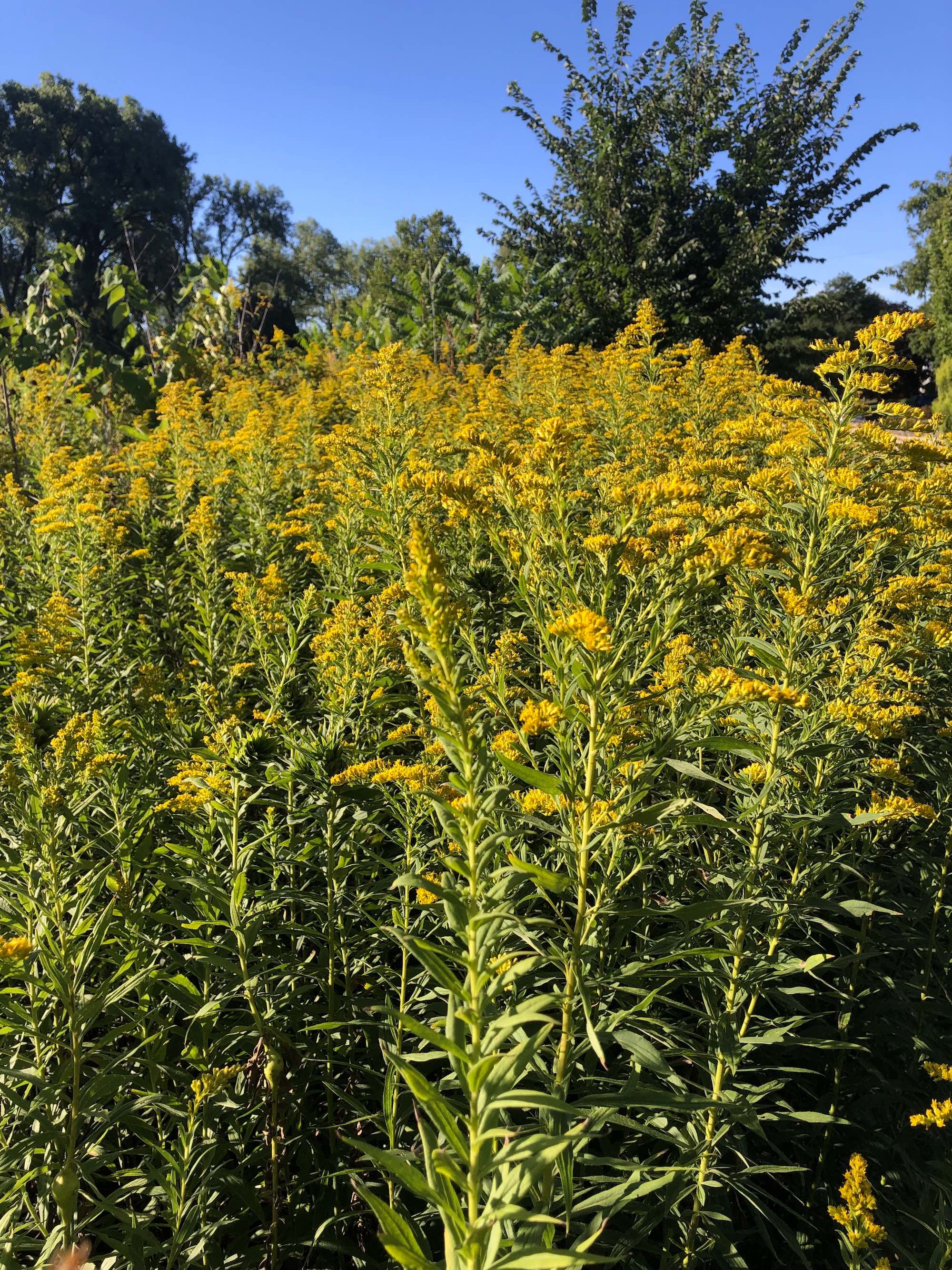 Goldenrod Goldenrod on shore of Lake Wingra on September 4, 2020.
