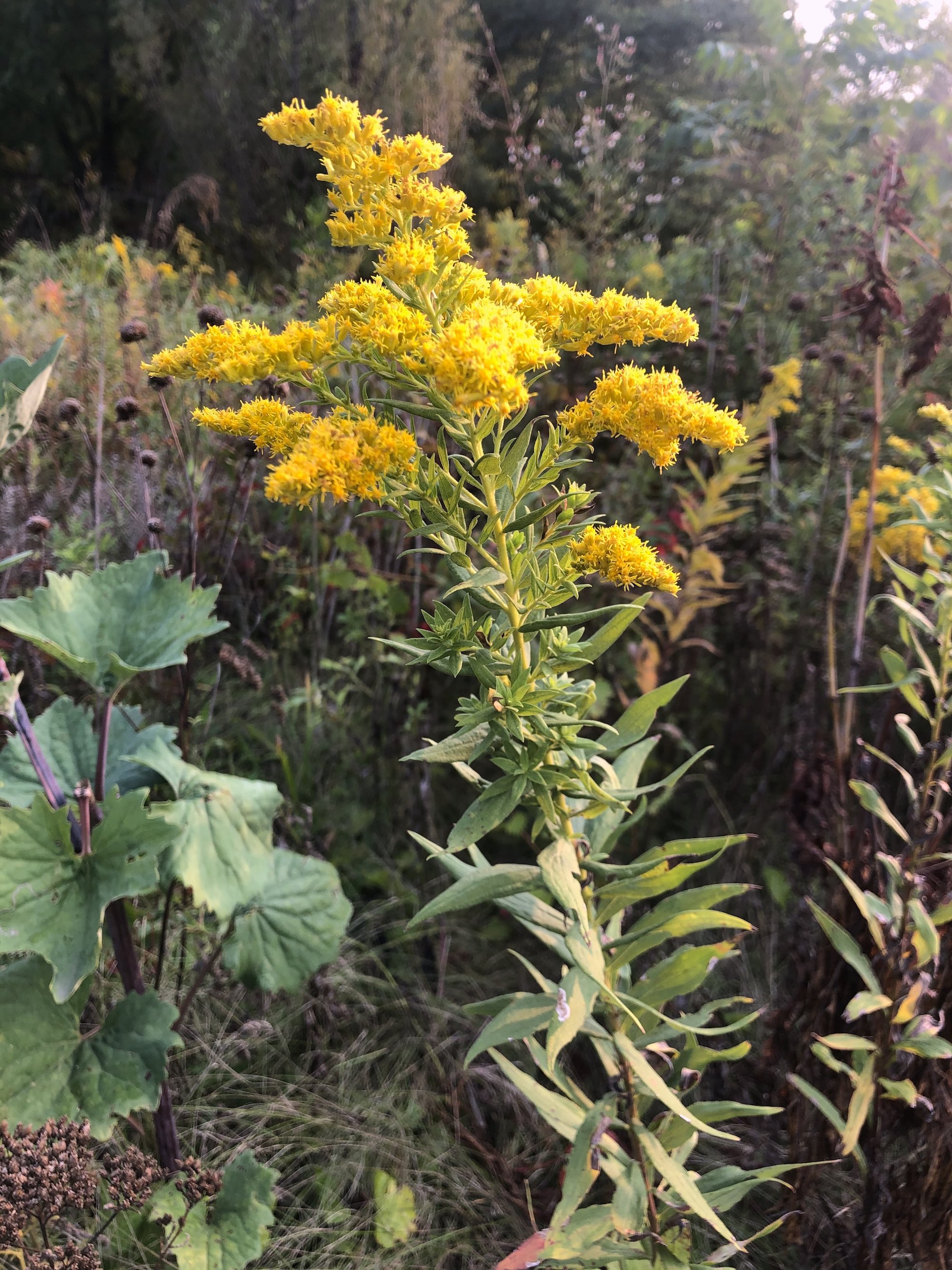 Goldenrod in Oak Savanna on September 16, 2020.