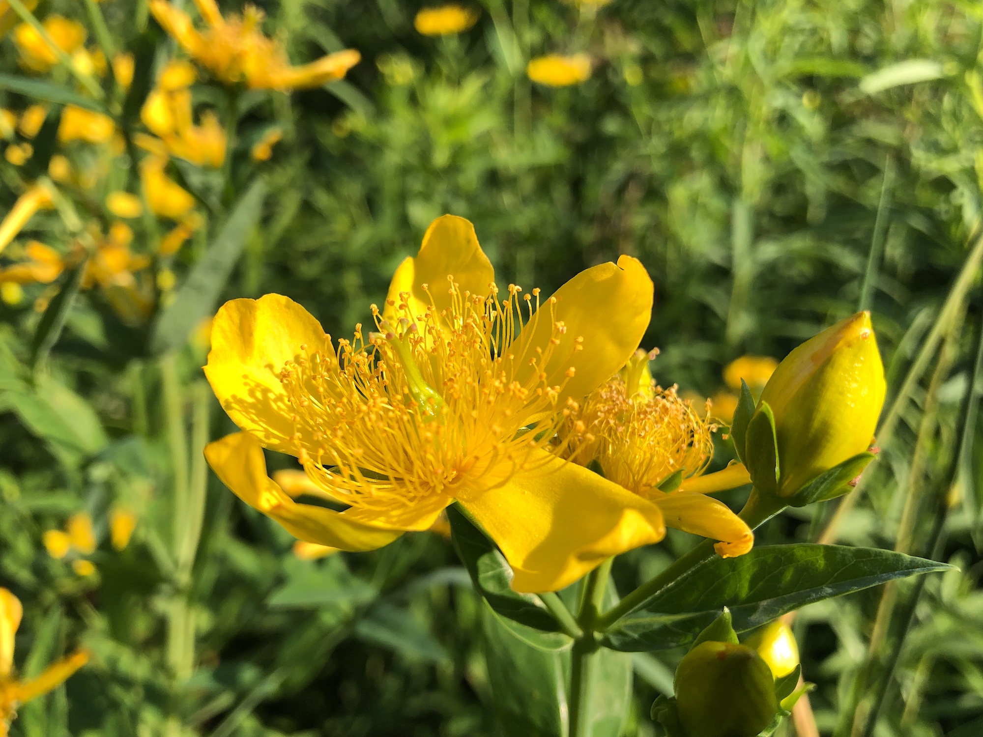 Great St. John's Wort.