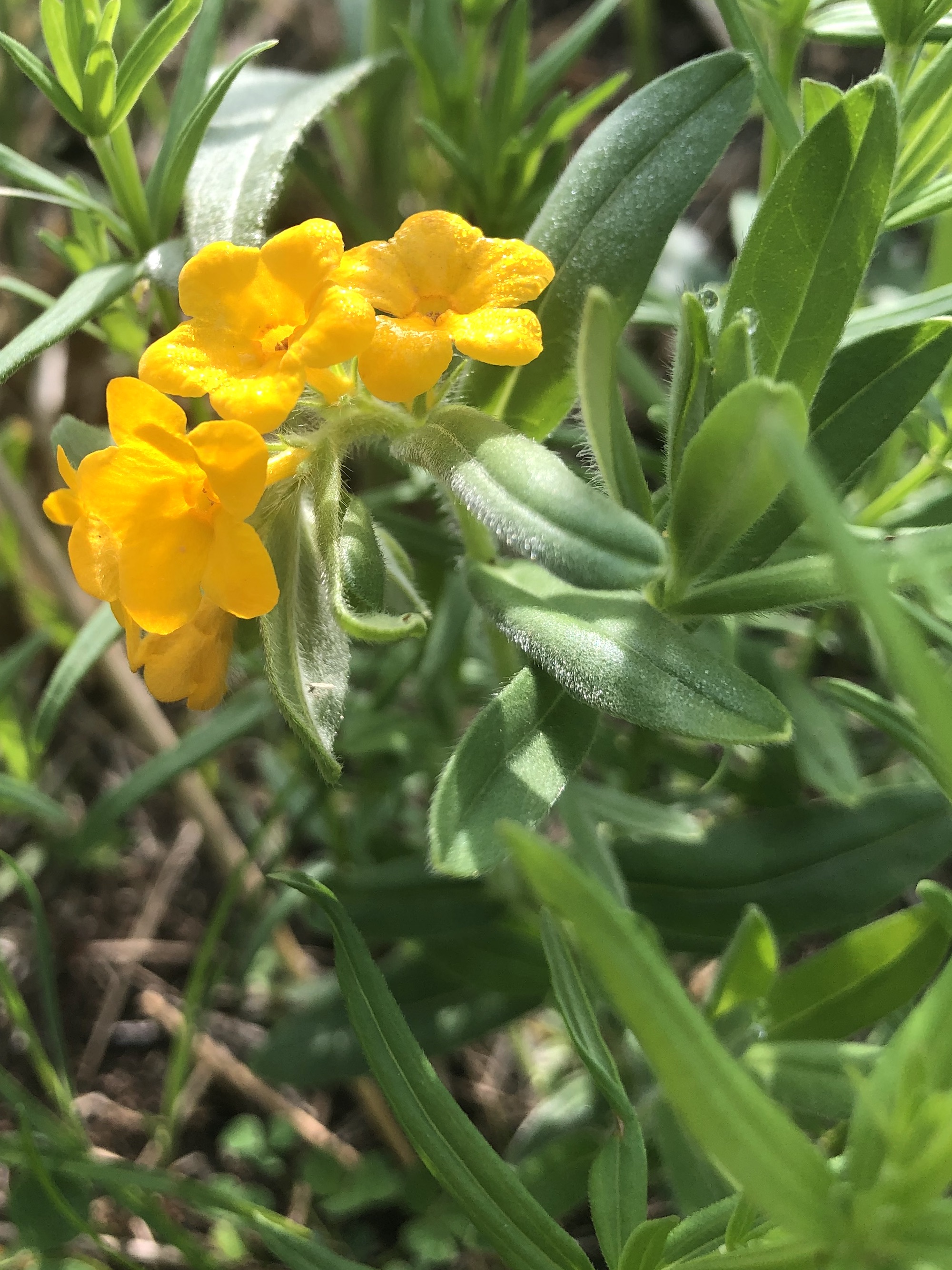Hoary Puccoon in the Curtis Prairie in the University of Wisconsin-Madison Arboretum in Madison, Wisconsin on May 19, 2022.