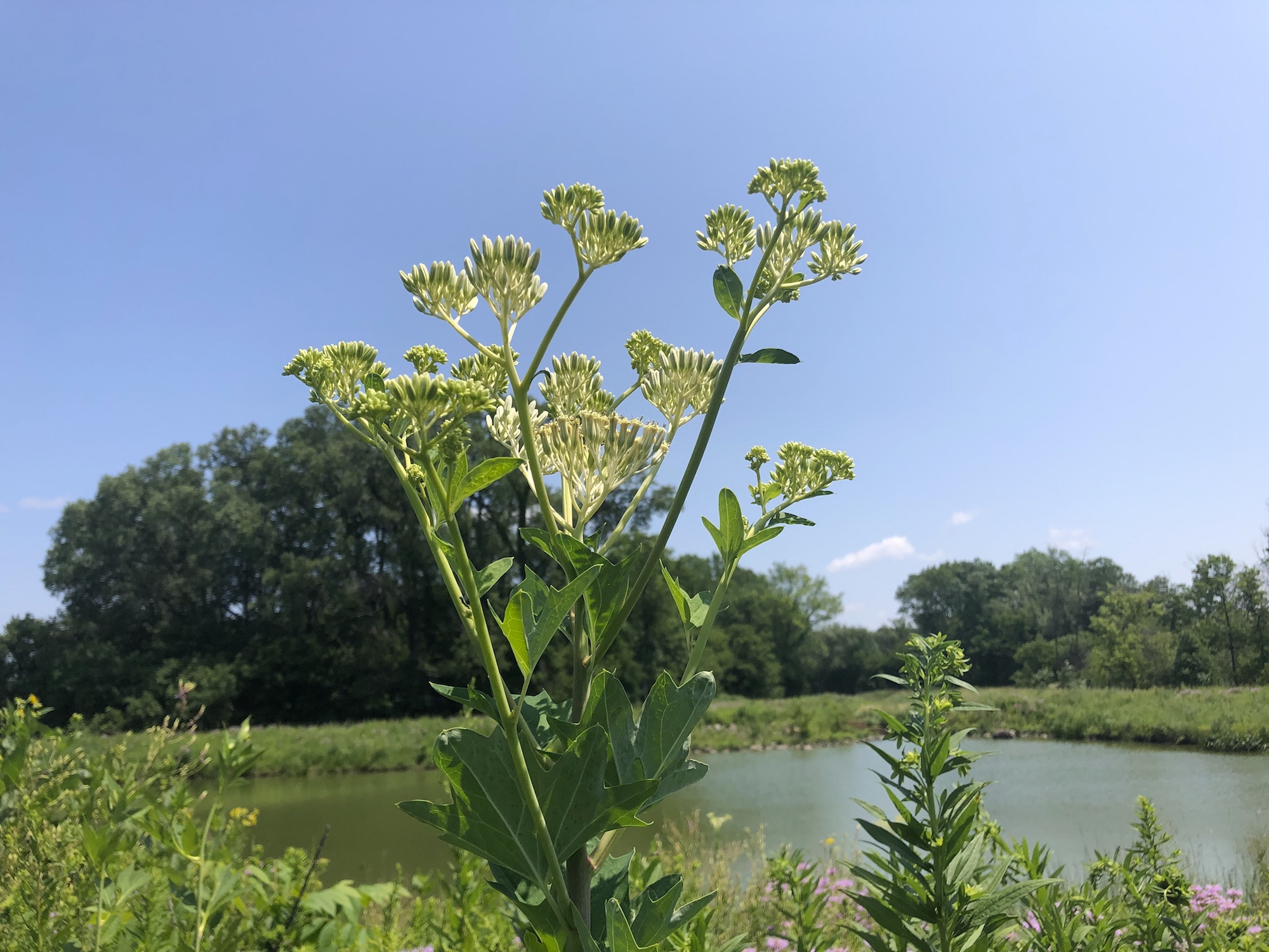 Pale Indian Plantain.