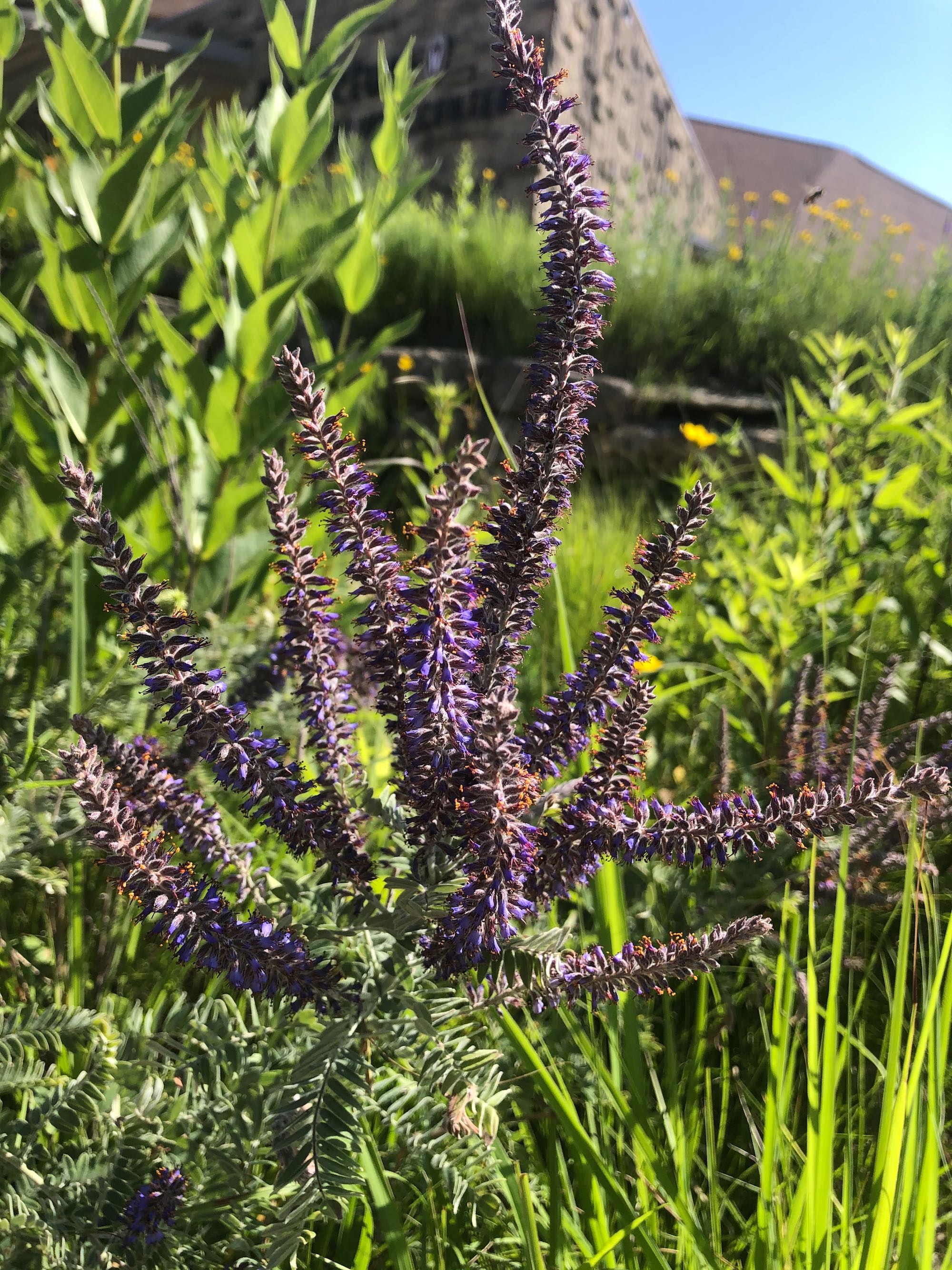 Leadplant next to the UW Arboretum Visitors Center parking lot on July 4, 2020.