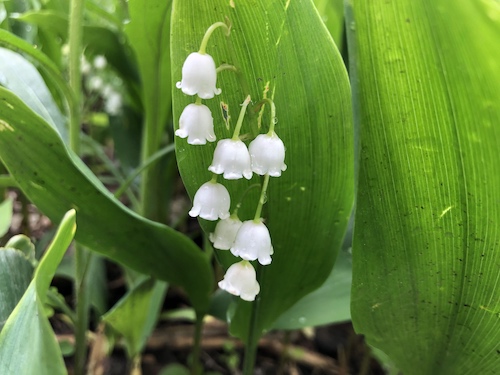 Lily of the Valley.