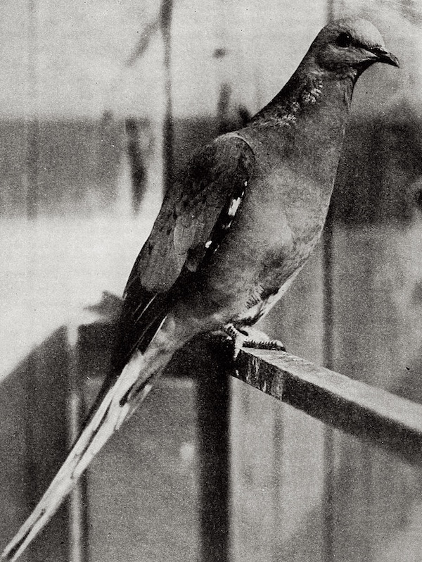 Male Passenger Pidgeon.