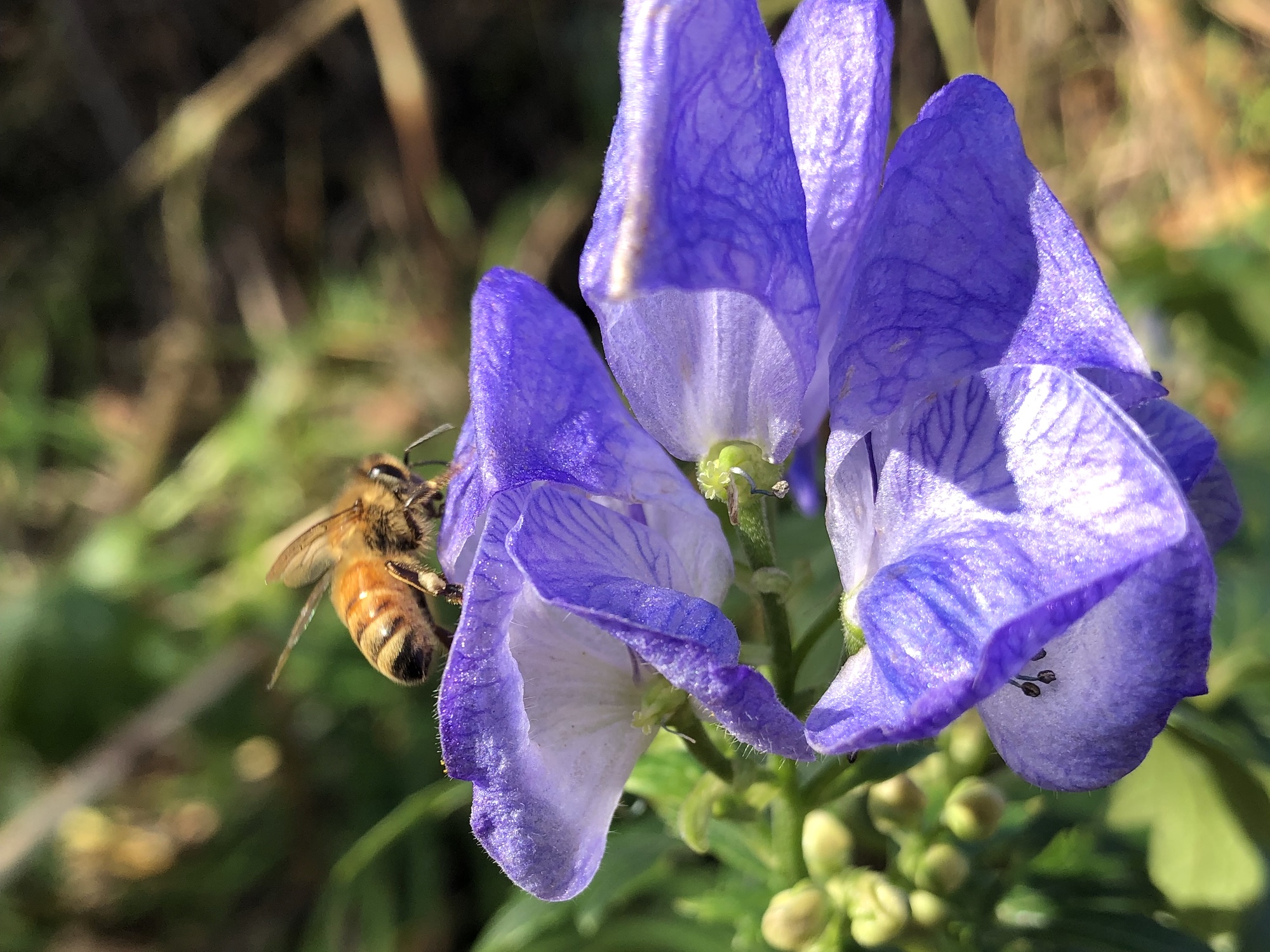 monkshood.